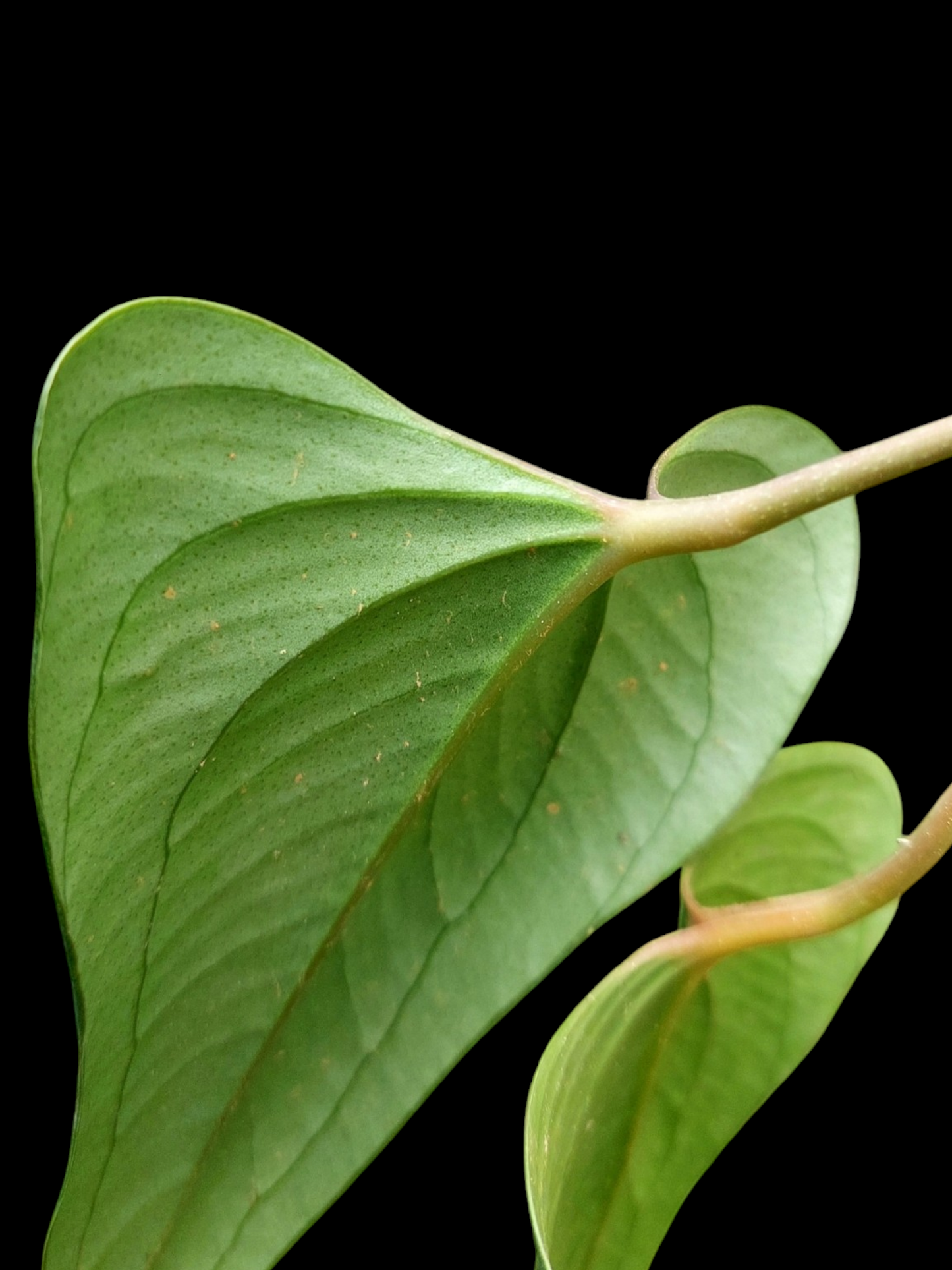 Anthurium sp. 'Indian arrow' 2 Leaves (EXACT PLANT)