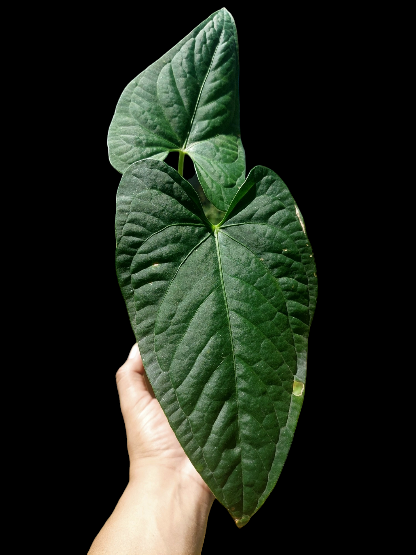 Anthurium sp. "Tarapoto Dark Velvet" (EXACT PLANT)
