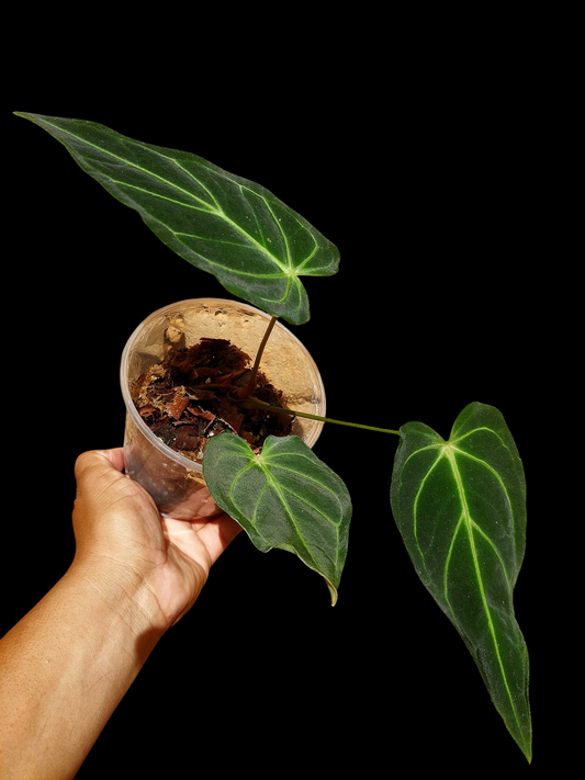 Anthurium sp. 'Velimflexus' with 3 Leaves (EXACT PLANT)