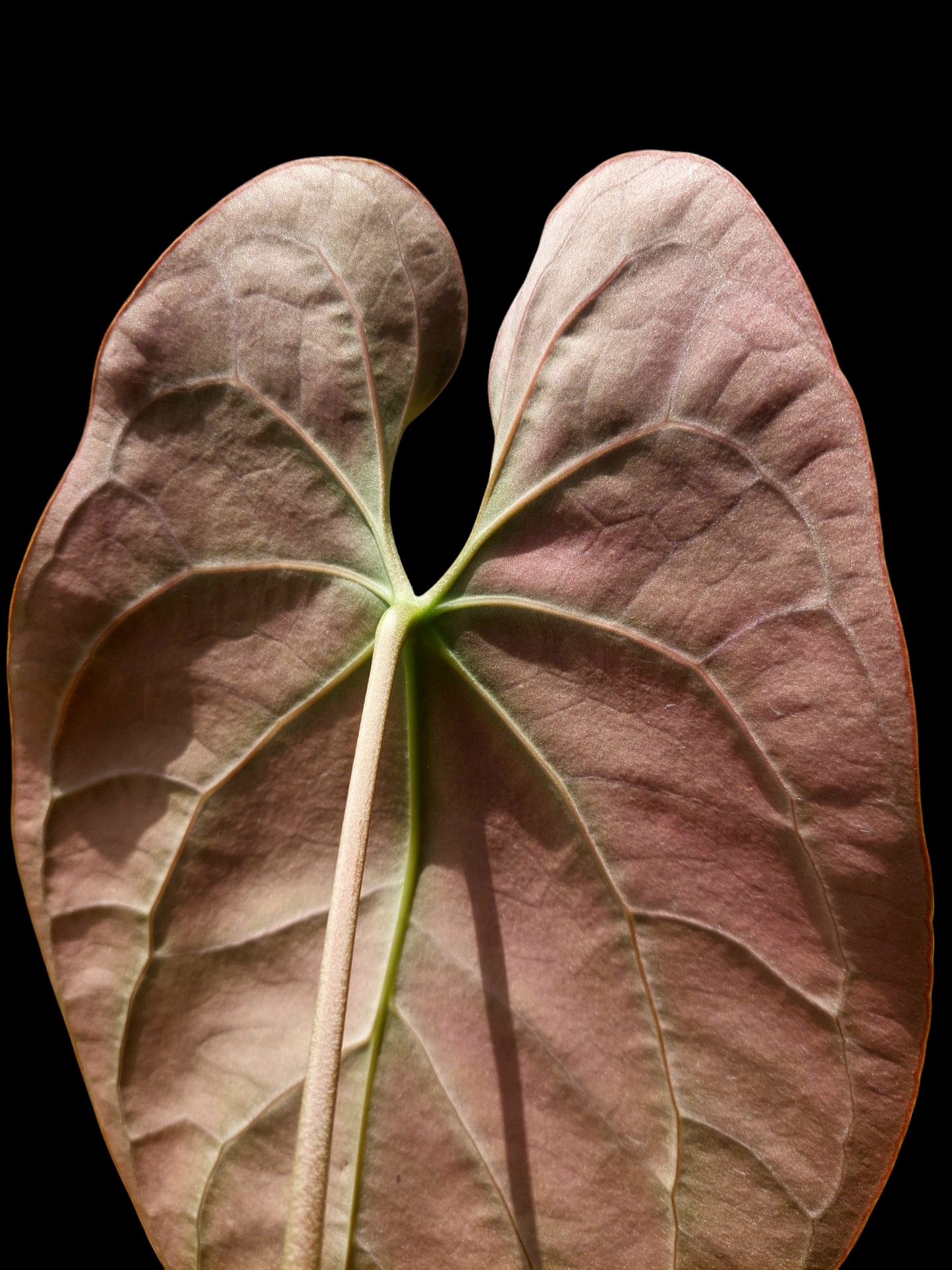 Anthurium Besseae BIG PLANT (EXACT PLANT)