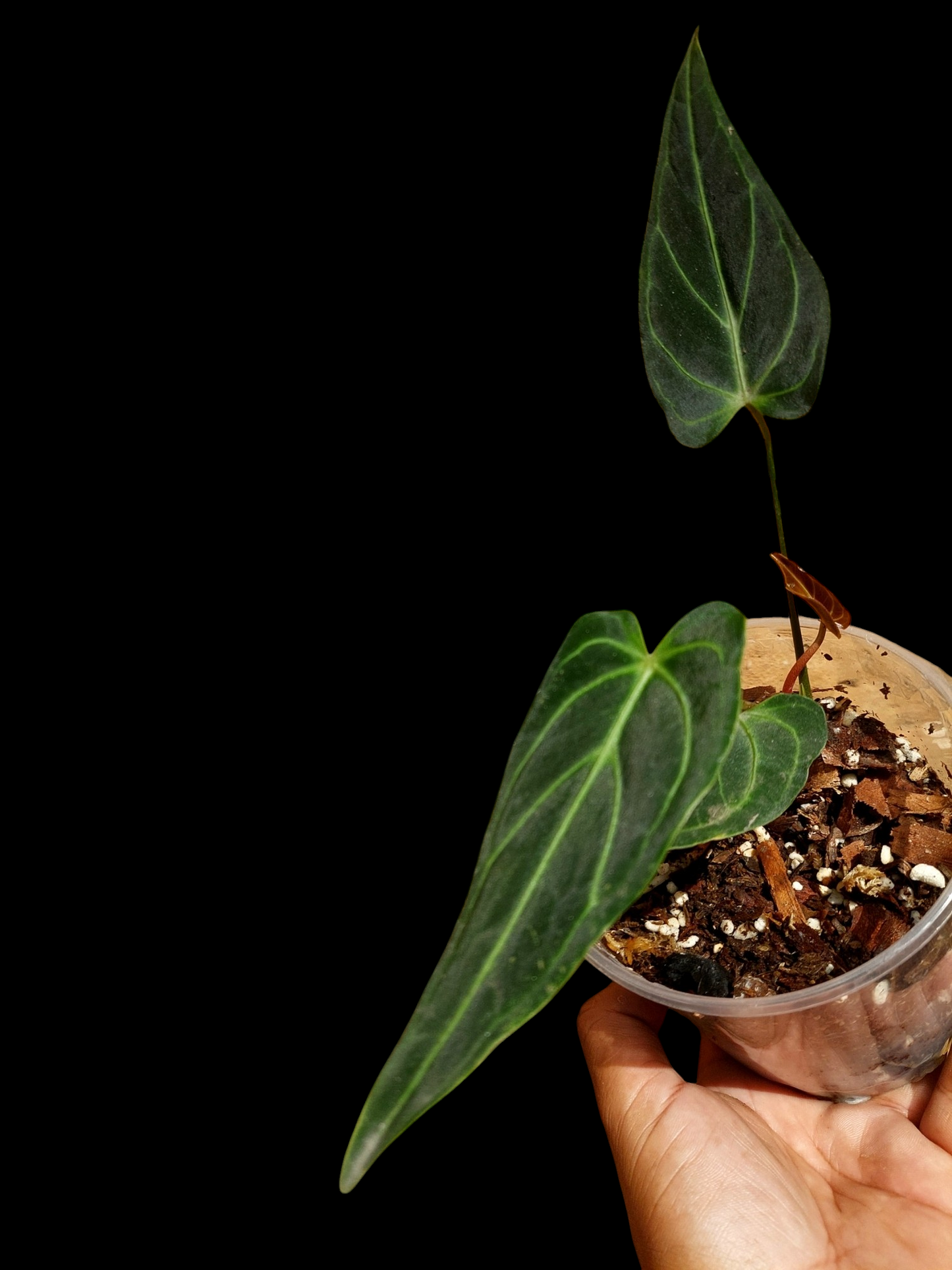 Anthurium sp. 'Velimflexus' with 3 Leaves (EXACT PLANT)