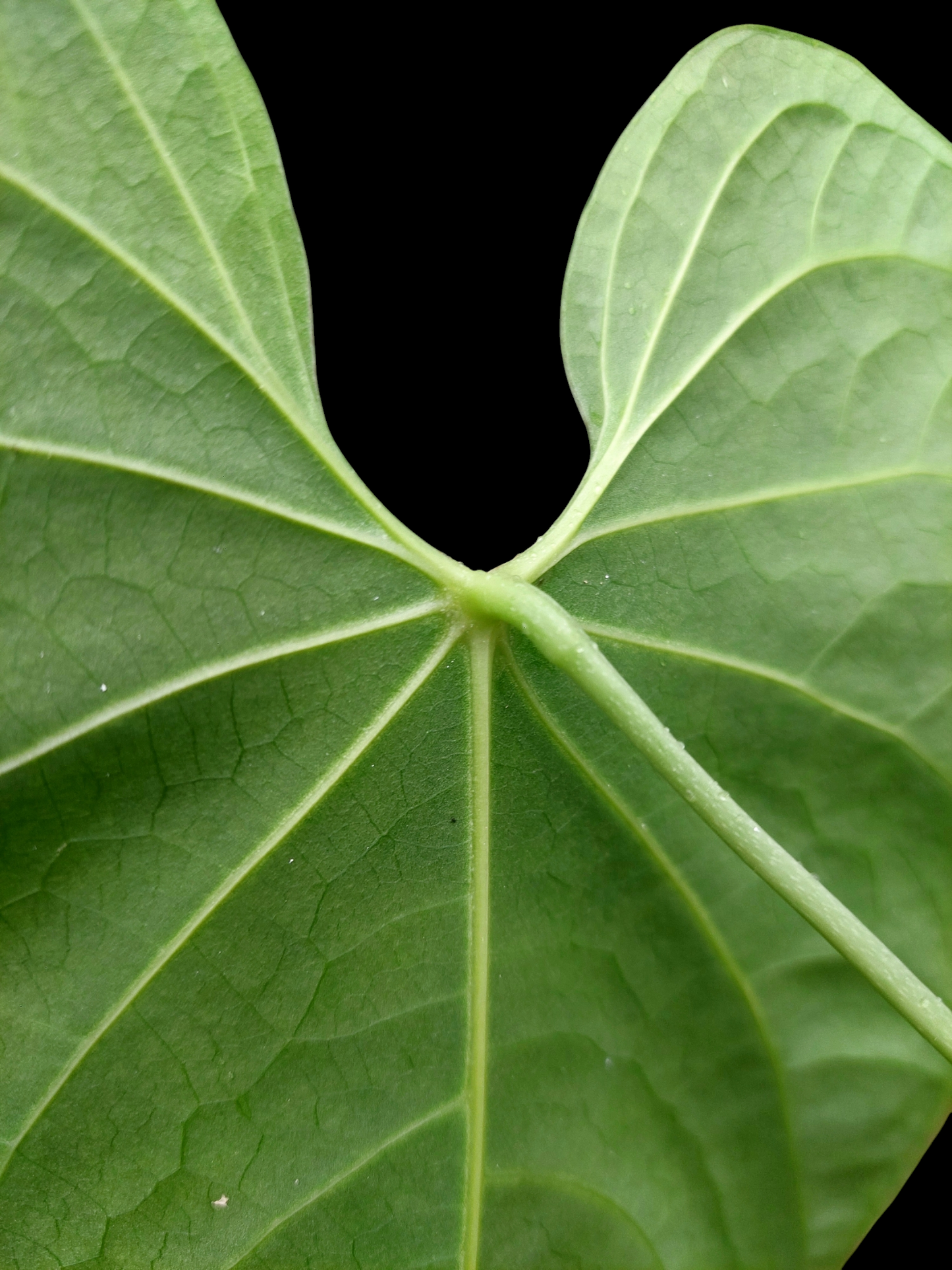 Anthurium sp. 'Huanuquense Velvet' (EXACT PLANT)