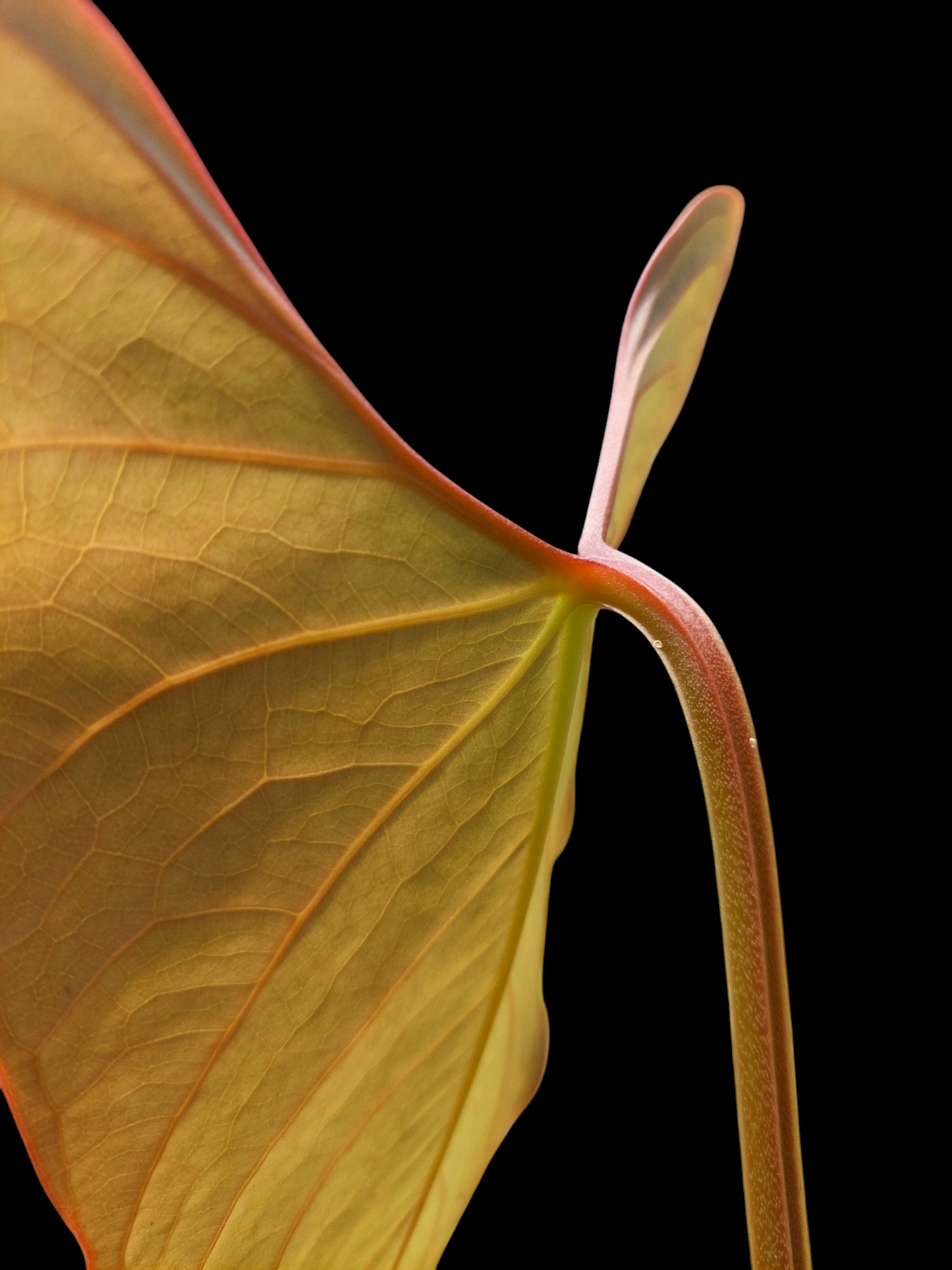 Anthurium carpishense Croat & Lingán Ch. BIG PLANT (EXACT PLANT)