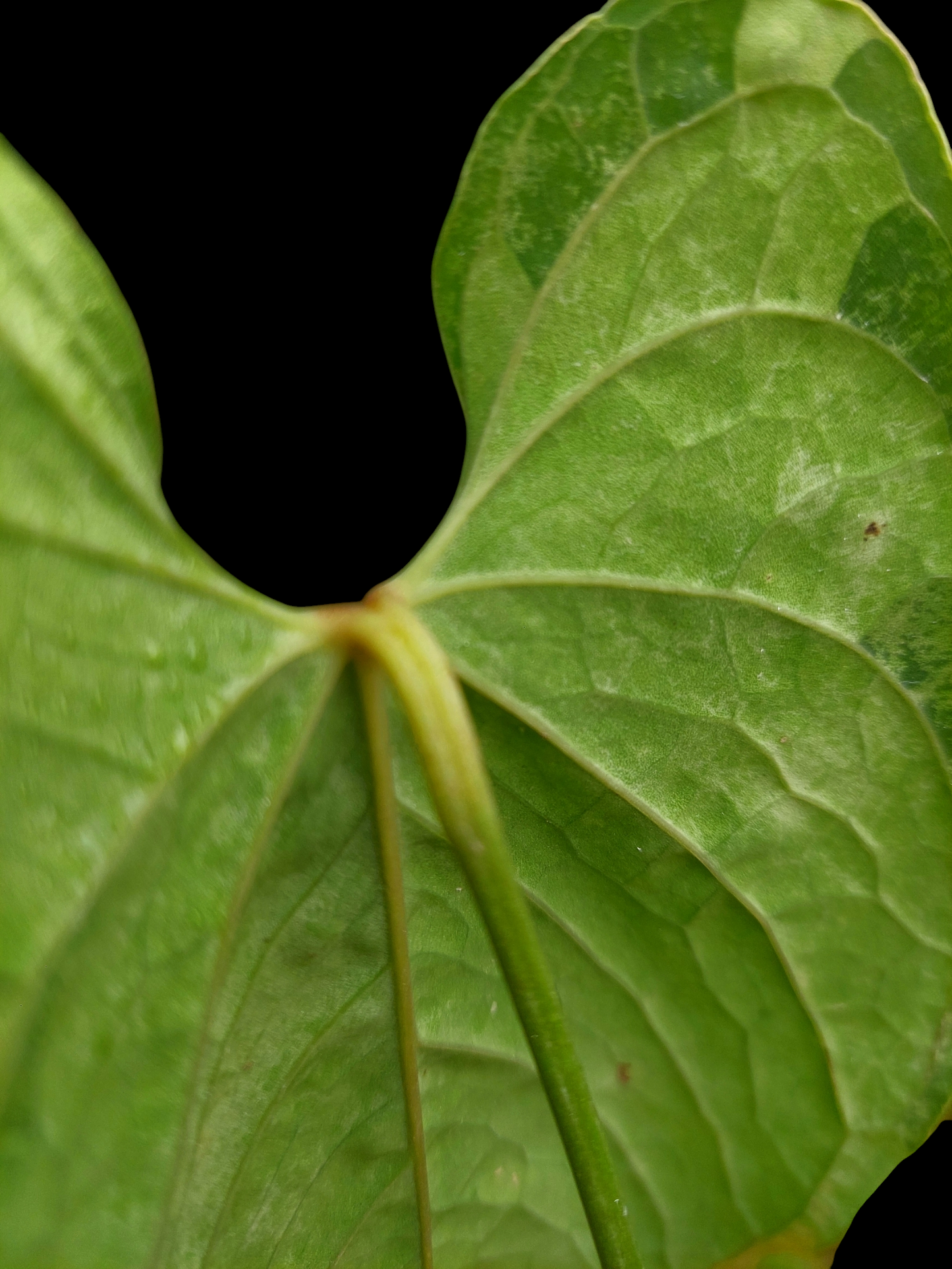 Anthurium Sp.'Purple' Velvet with 2 Leaves (EXACT PLANT)