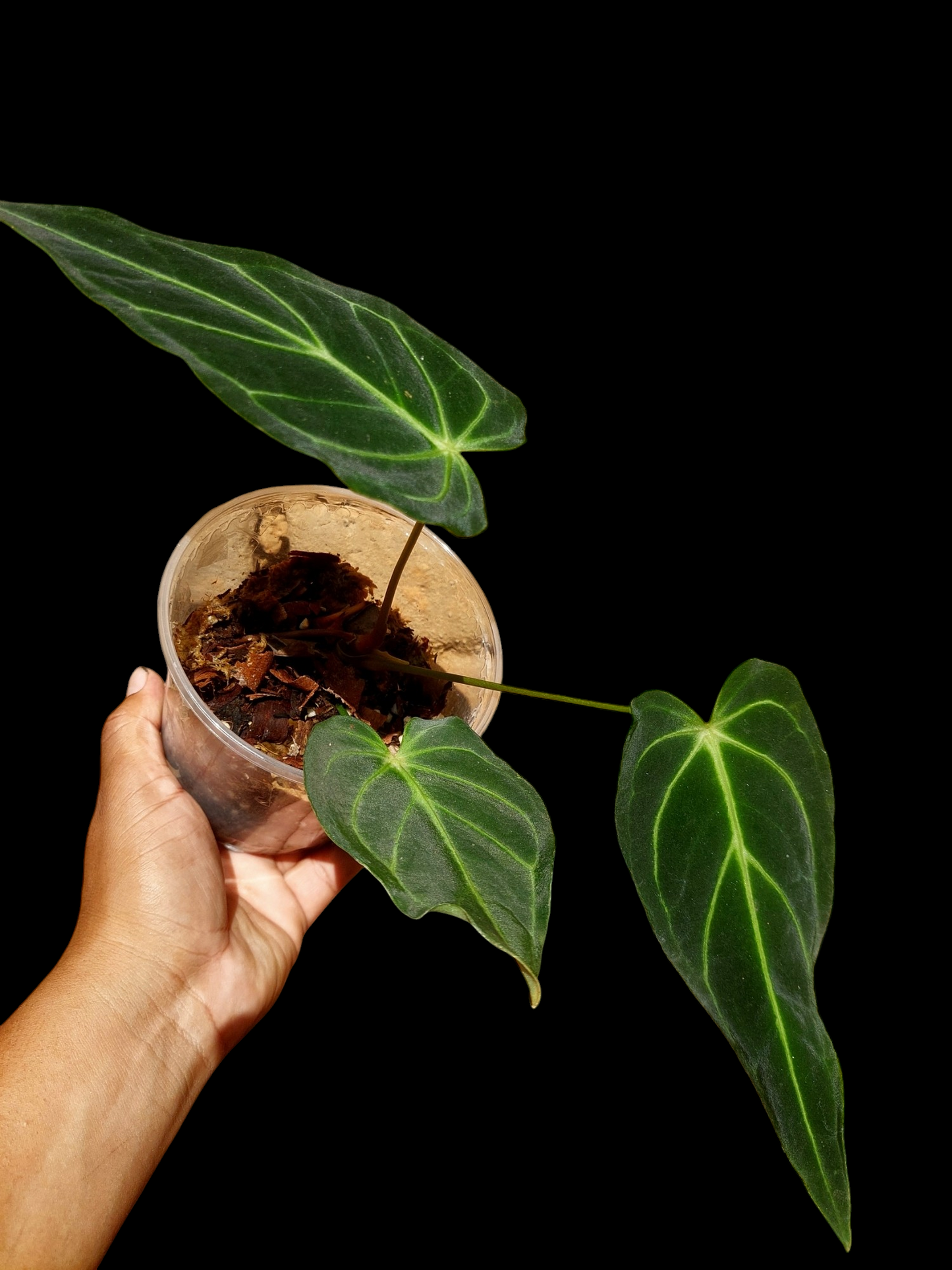Anthurium sp. 'Velimflexus' with 3 Leaves (EXACT PLANT)