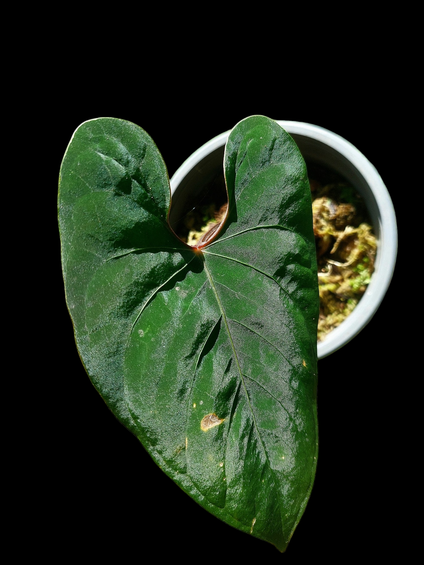 Anthurium sp. 'Huanuco Velvet' Dark Petiole (EXACT PLANT)