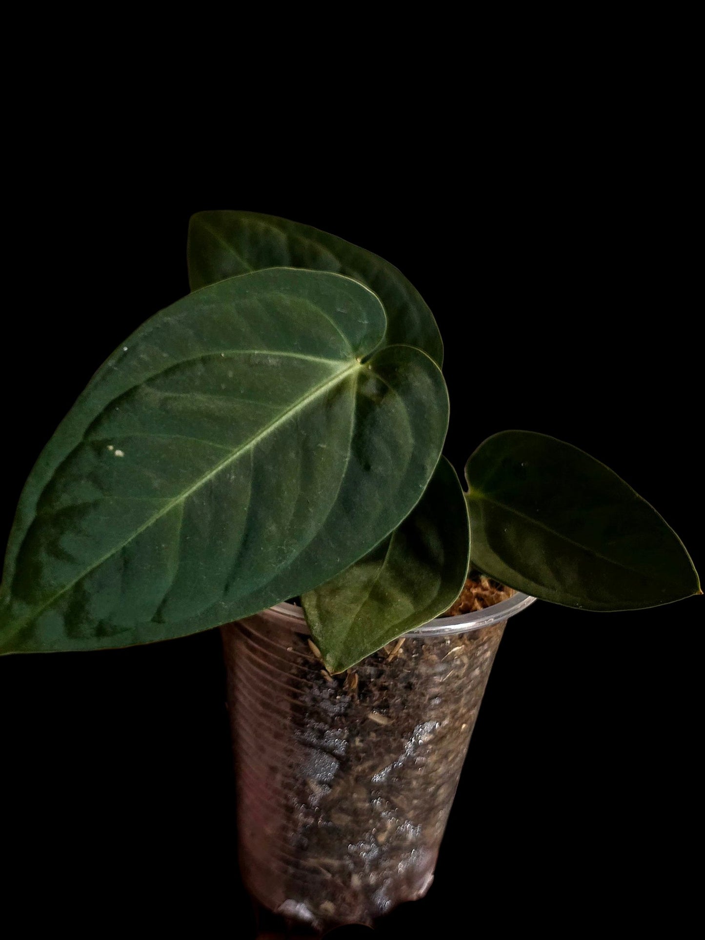 Anthurium Pulcachense Dark (EXACT PLANT)