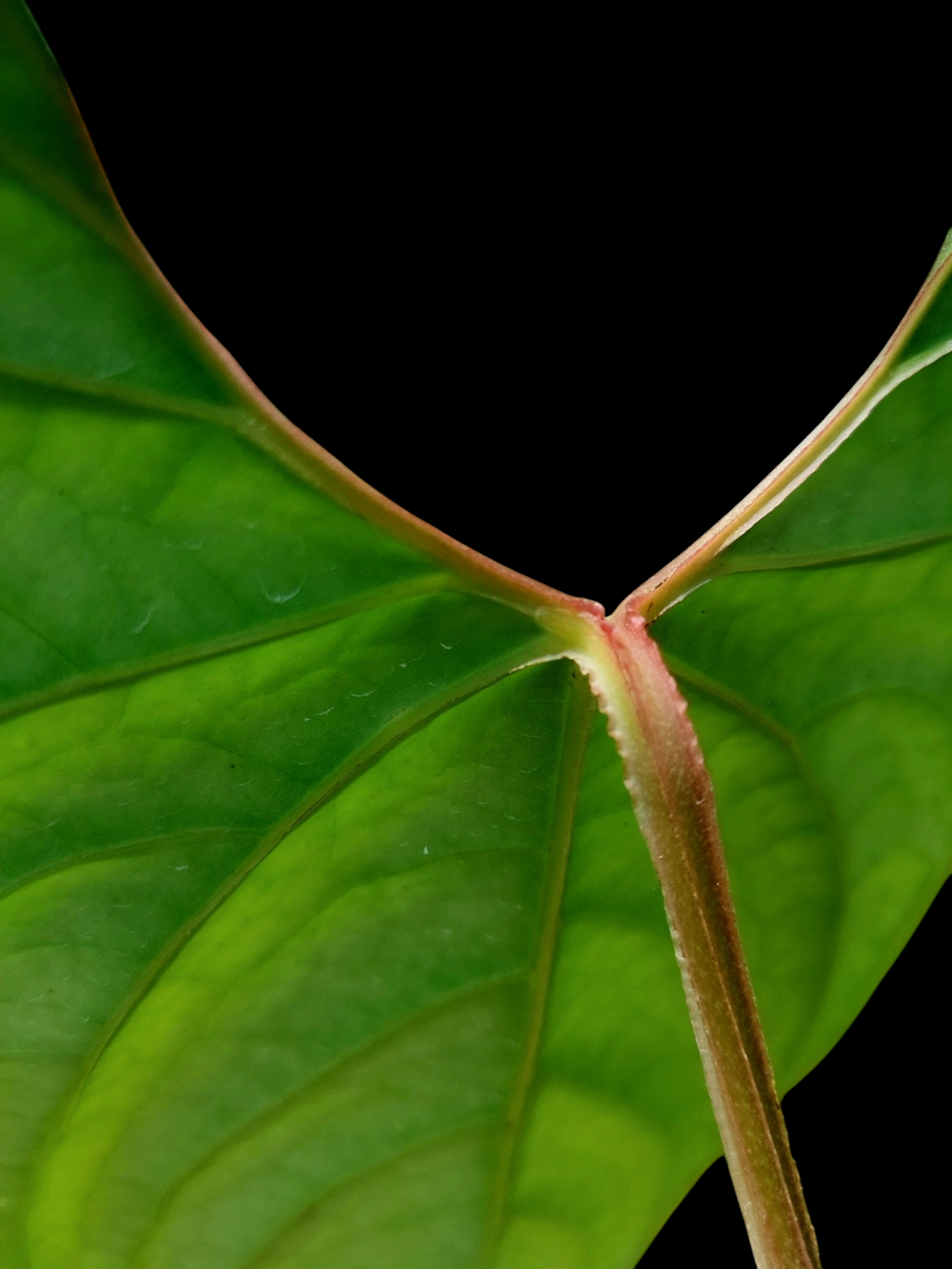 Anthurium sp. 'Iquitos' BIG PLANT' (EXACT PLANT)