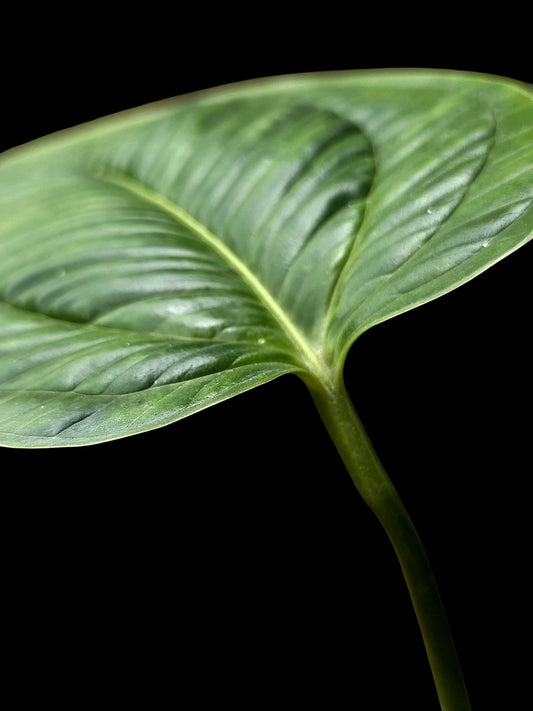 Anthurium Gaskinii Croat (EXACT PLANT)