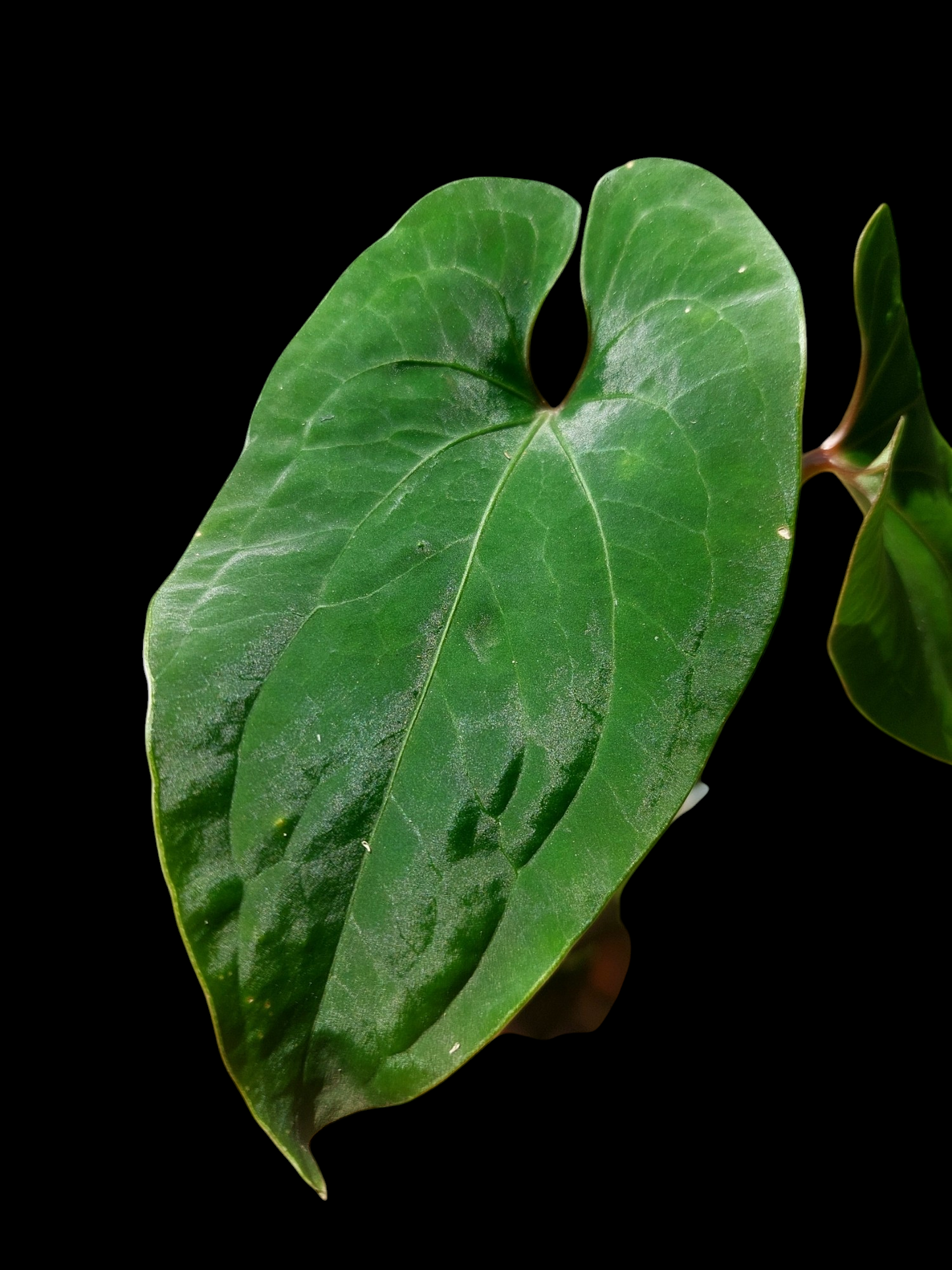 Anthurium sp. 'Huanuco Velvet' with 2 Leaves (EXACT PLANT)