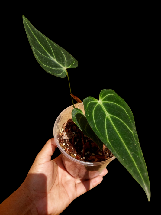 Anthurium sp. 'Velimflexus' with 3 Leaves (EXACT PLANT)