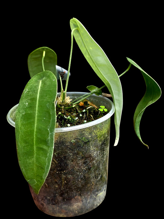 Anthurium sp. 'Little Ghost' Wild Ecotype with (EXACT PLANT)