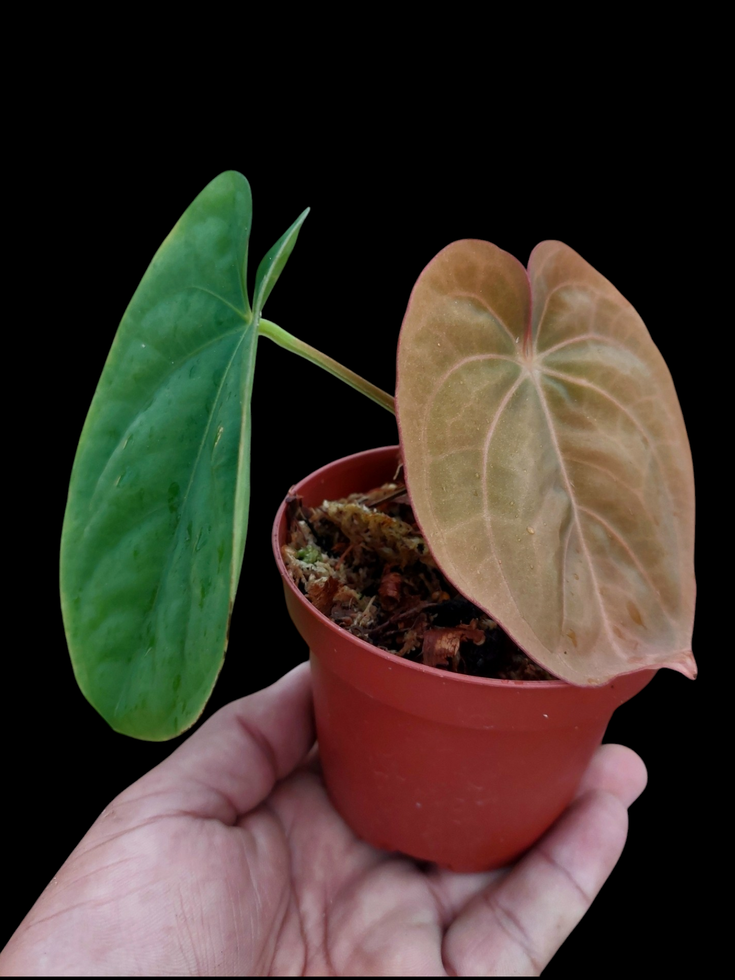 Anthurium Dressleri 'San Blas' with 2 Leaves (EXACT PLANT)