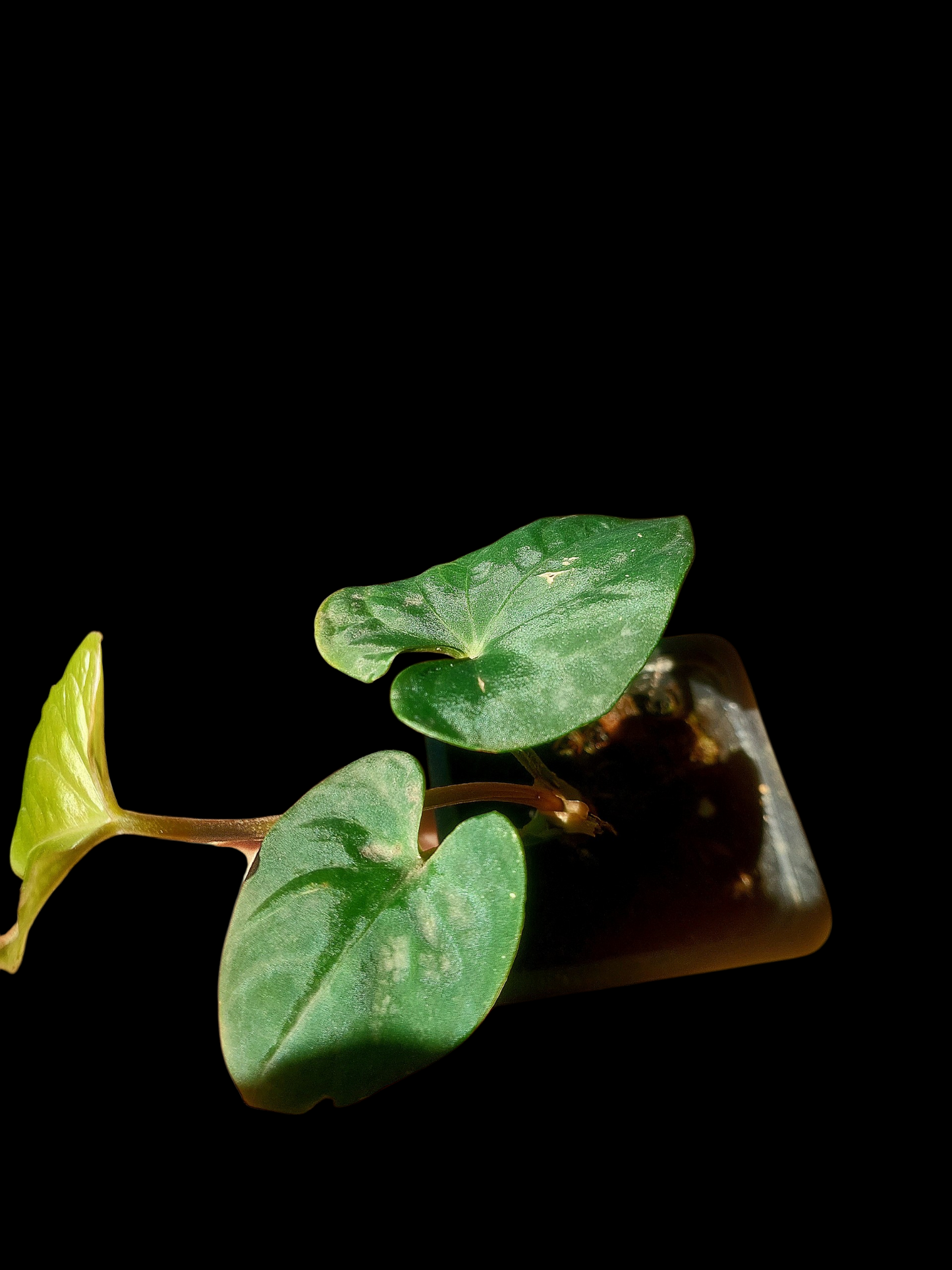 Anthurium sp. 'Huanuco Velvet' Wild Ecotype (EXACT PLANT)