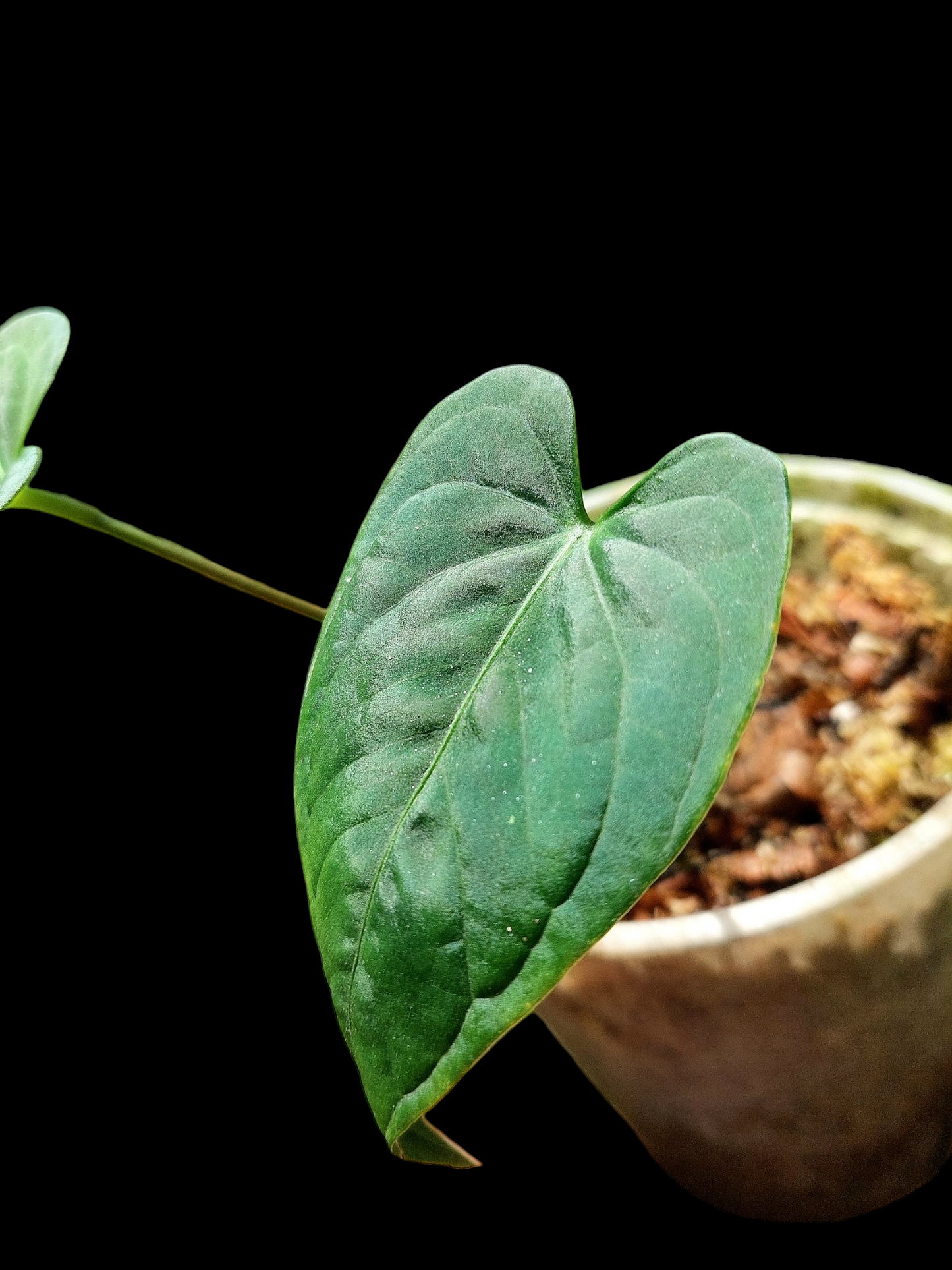 Anthurium sp. "Tarapoto Velvet" with 3 Leaves (EXACT PLANT)