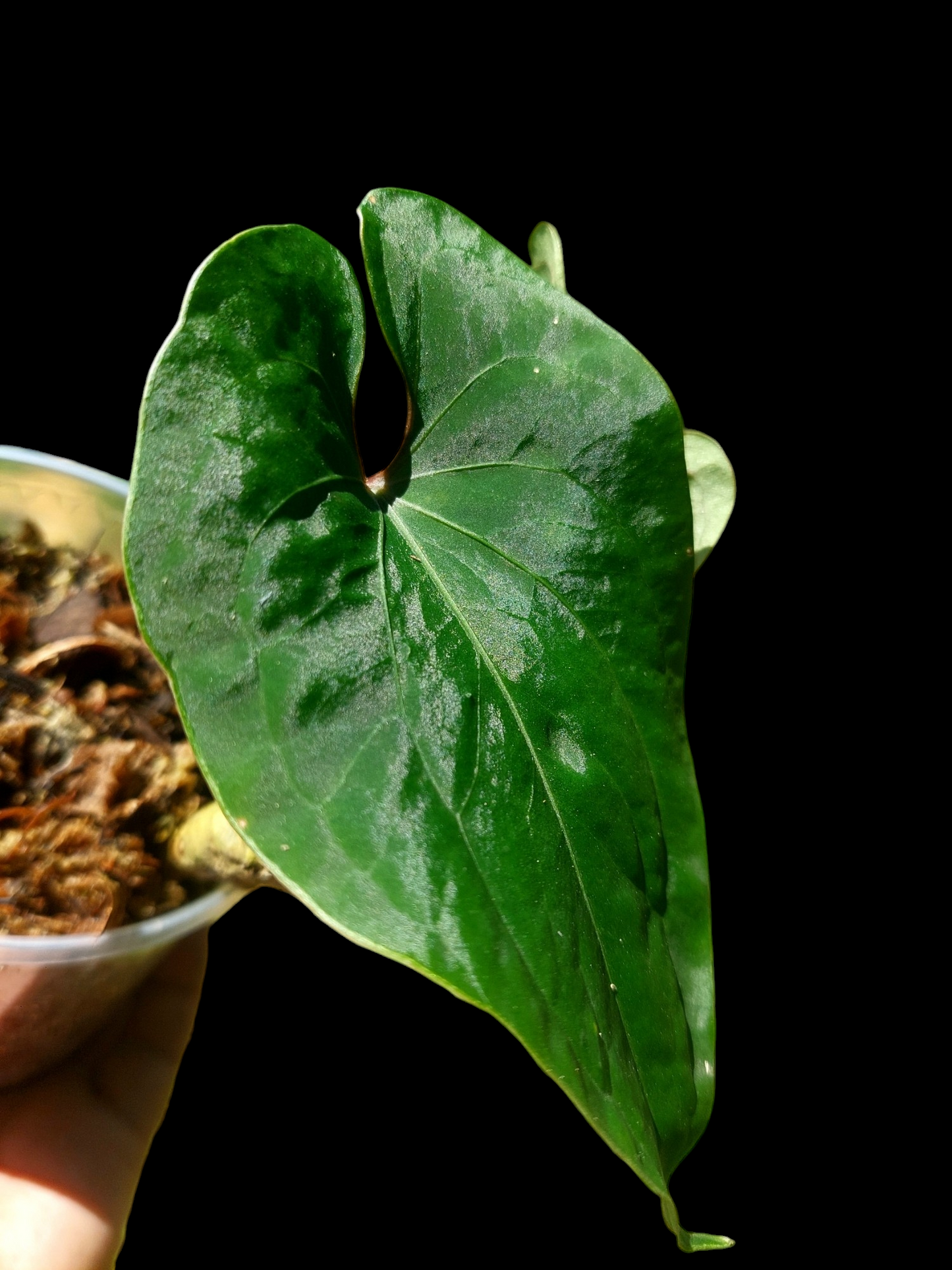 Anthurium sp. 'Huanuco Velvet' with 2 Leaves (EXACT PLANT)