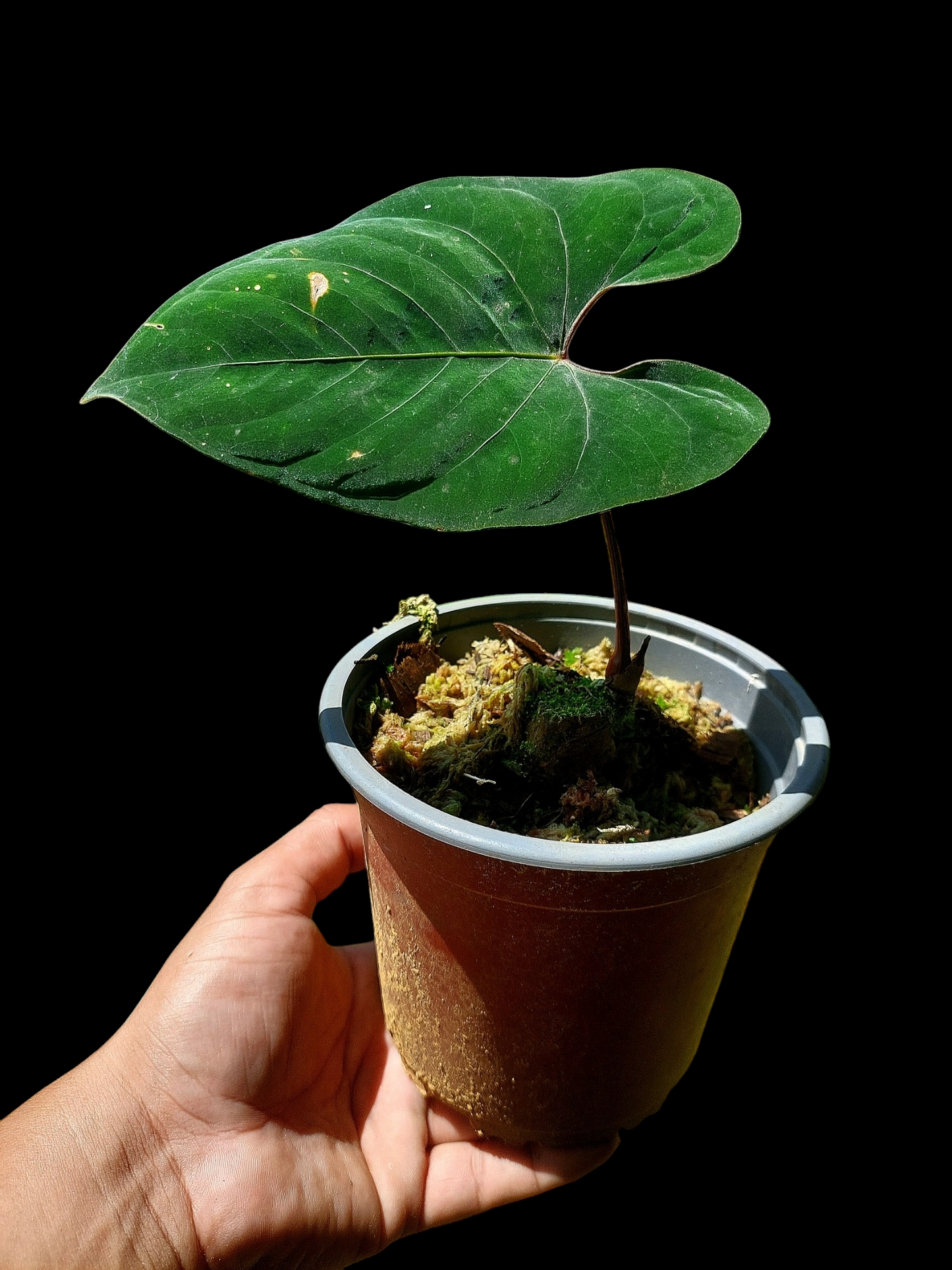 Anthurium sp. 'Huanuco Velvet' Dark Petiole (EXACT PLANT)