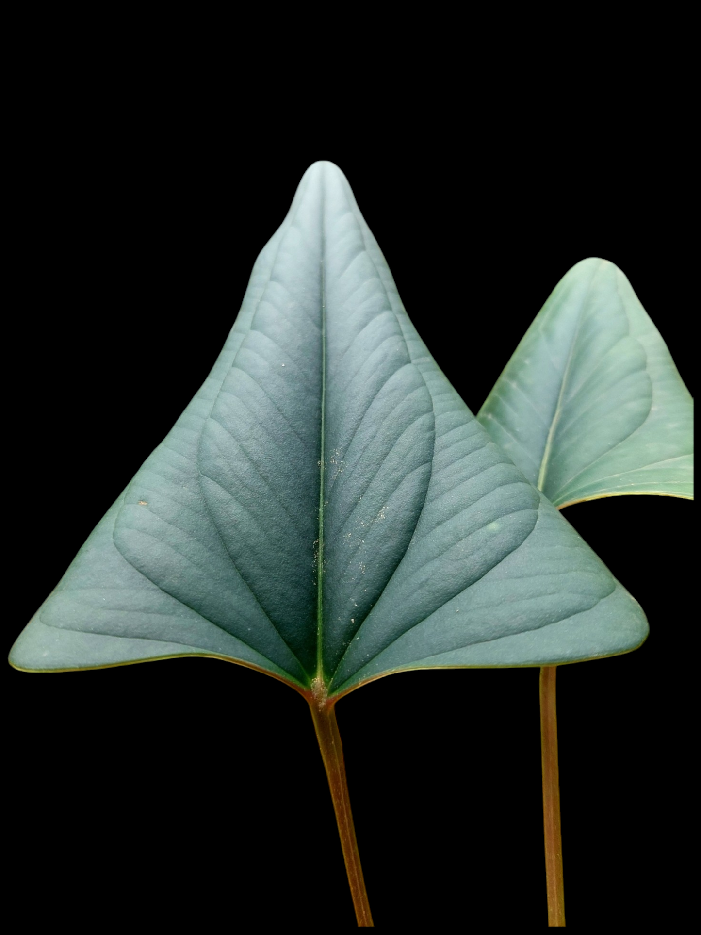 Anthurium sp. 'Indian arrow' 2 Leaves (EXACT PLANT)