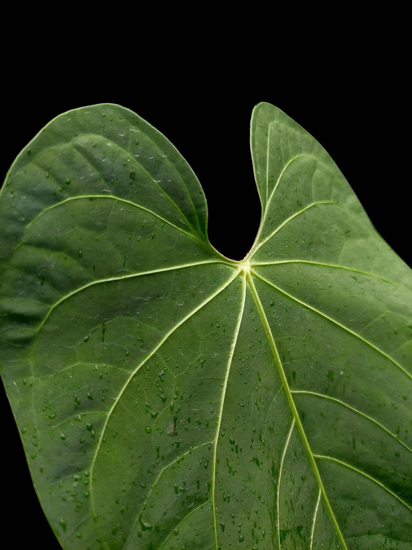 Anthurium sp. 'Huanuquense Velvet' (EXACT PLANT)