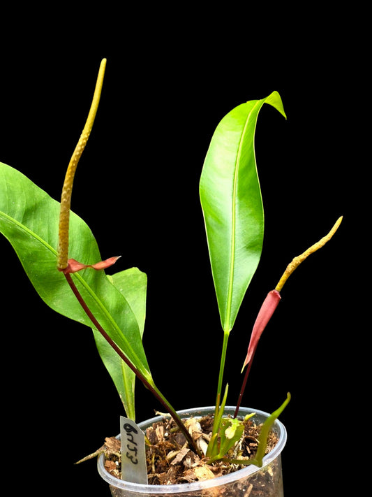 Anthurium Betsyae Croat 2011 (EXACT PLANT)