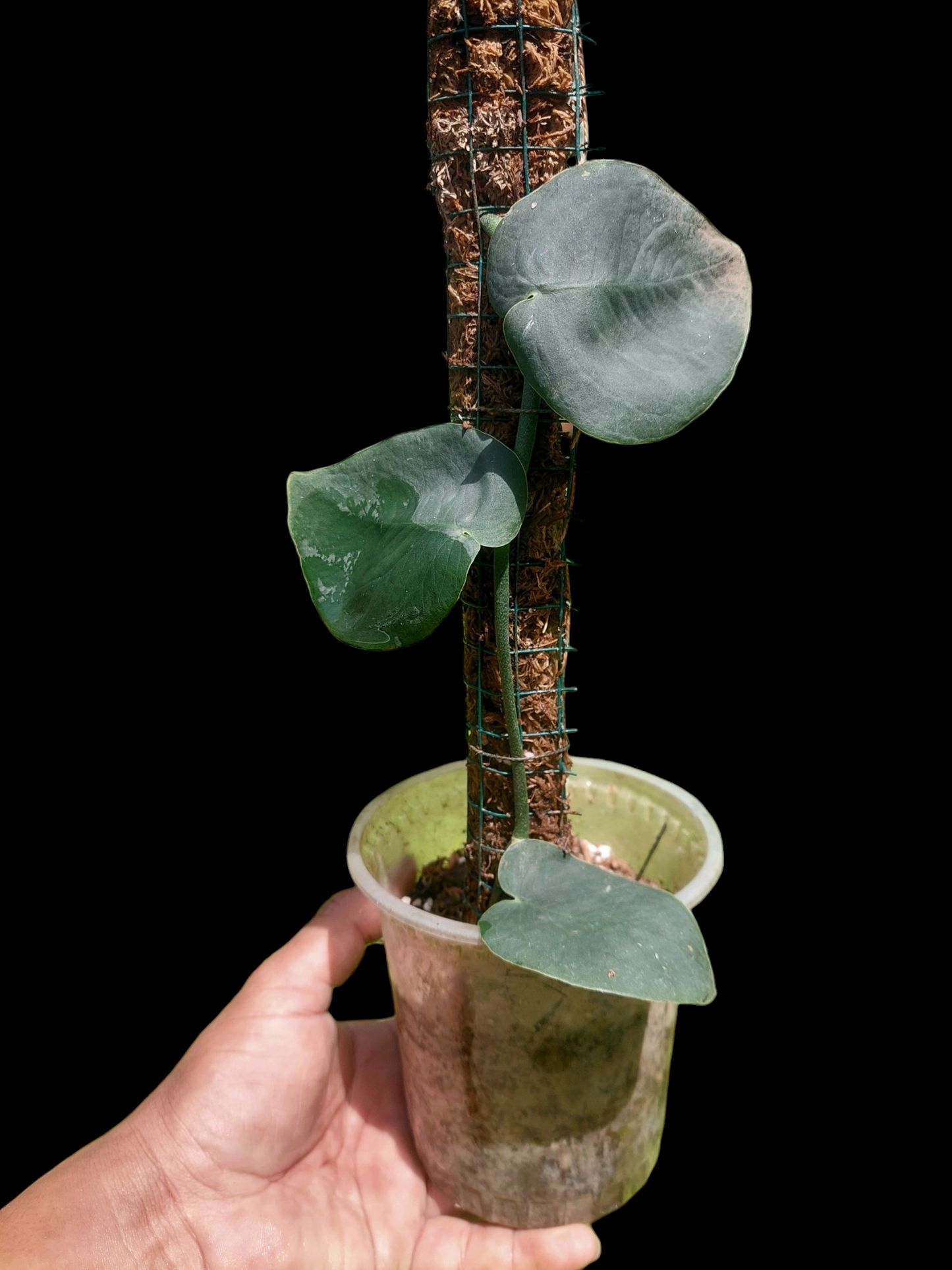 Monstera Dubia 'Dark Form'