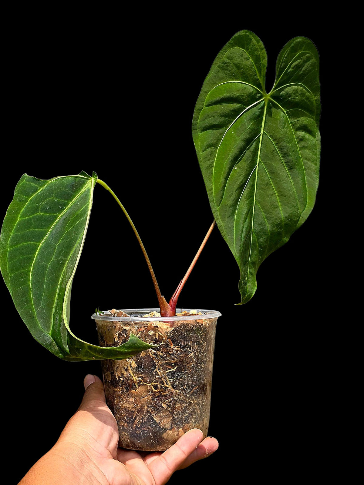 Anthurium sp. 'Tarapoto Velvet' Special Phenotype (EXACT PLANT)