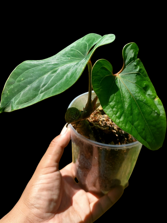 Anthurium sp. 'Huanuco Velvet' with 2 Leaves (EXACT PLANT)