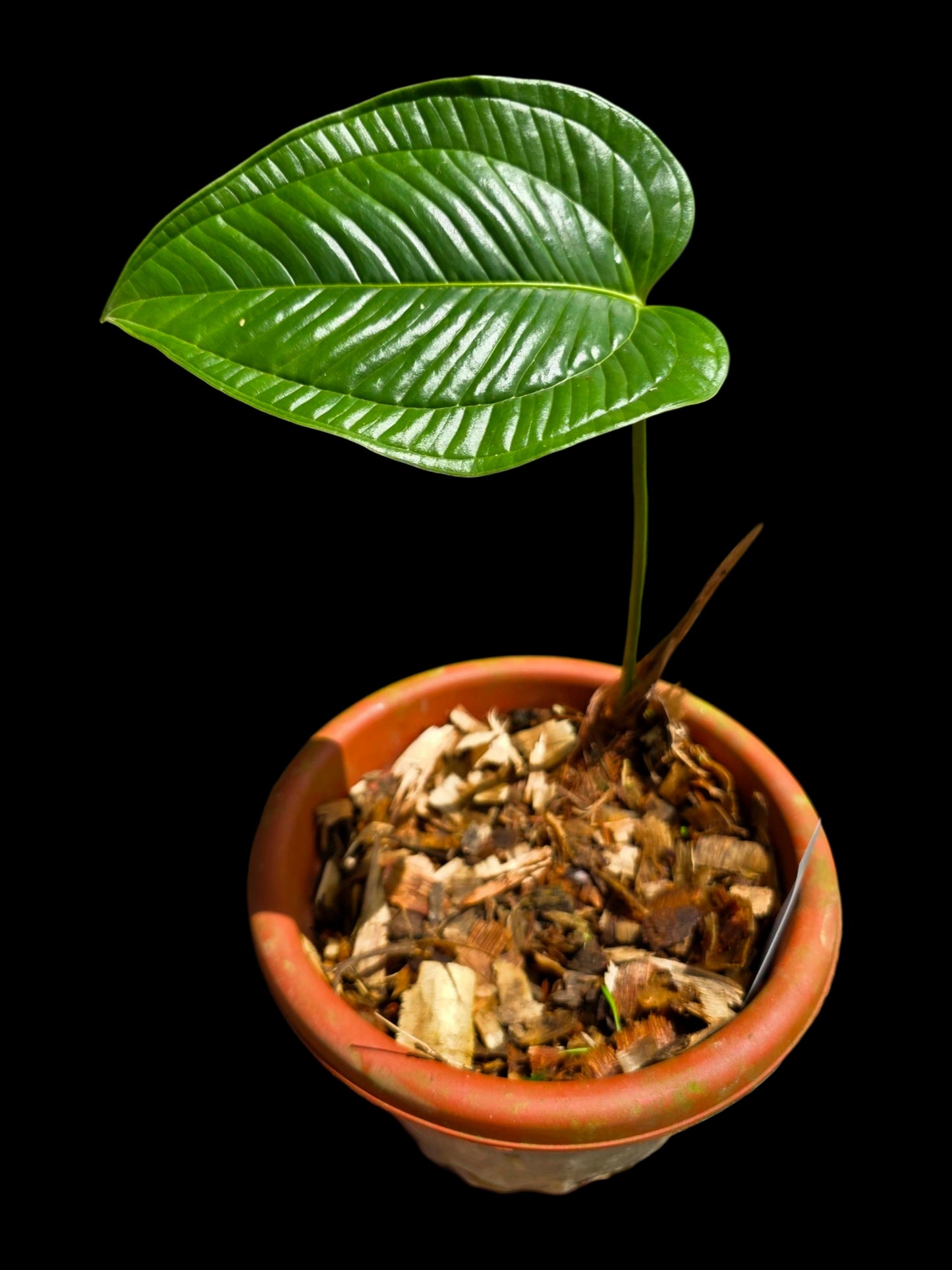 Anthurium Garskinii Croat (EXACT PLANT)