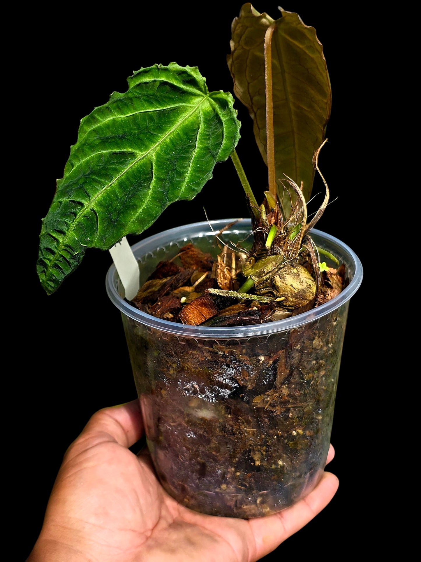 Anthurium sp. 'Andinum Lattice Crispus' Metamorphosis Phenotype (EXACT PLANT)