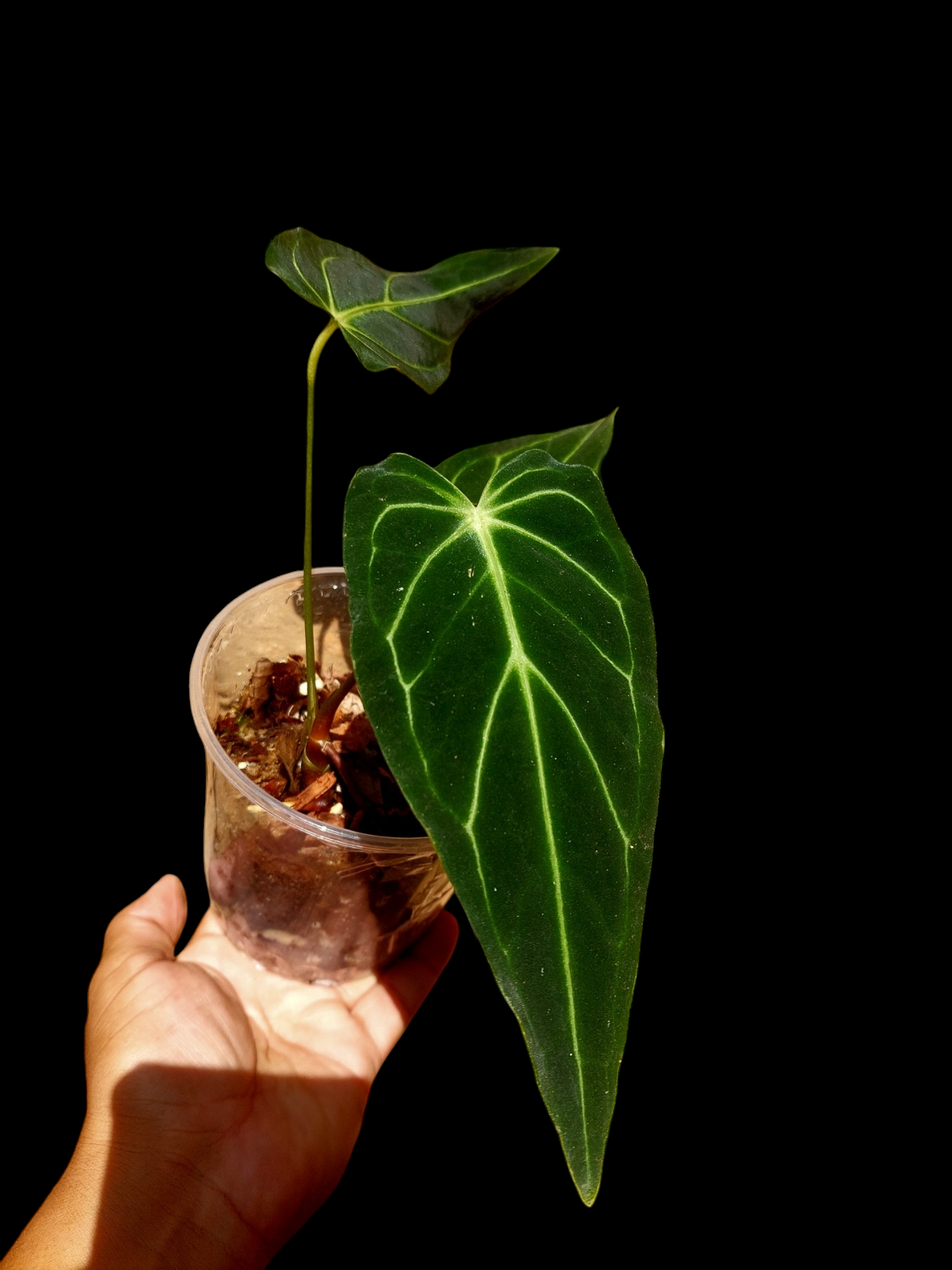 Anthurium sp. 'Velimflexus' with 3 Leaves (EXACT PLANT)