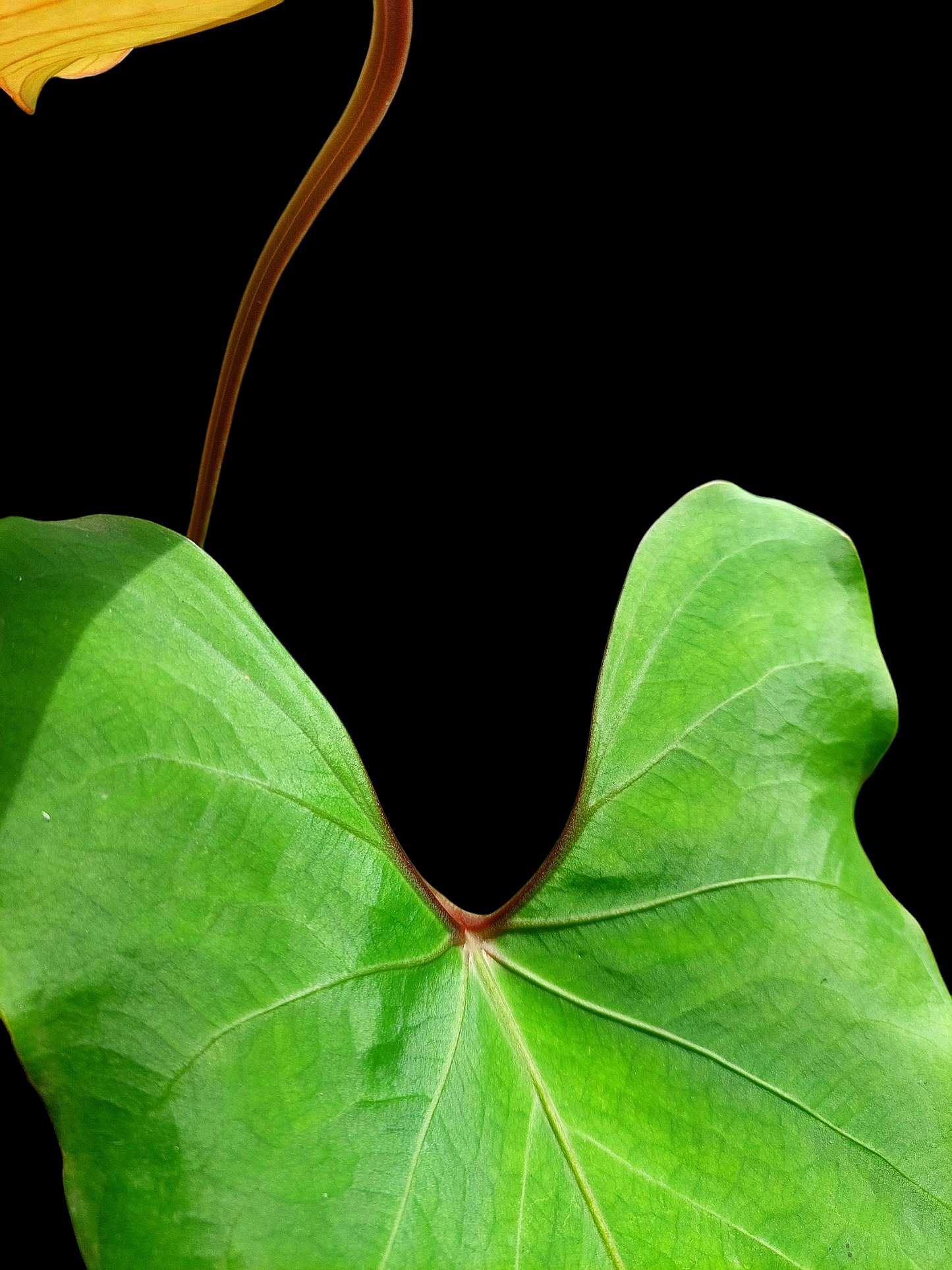 Anthurium carpishense Croat & Lingán Ch. BIG PLANT (EXACT PLANT)
