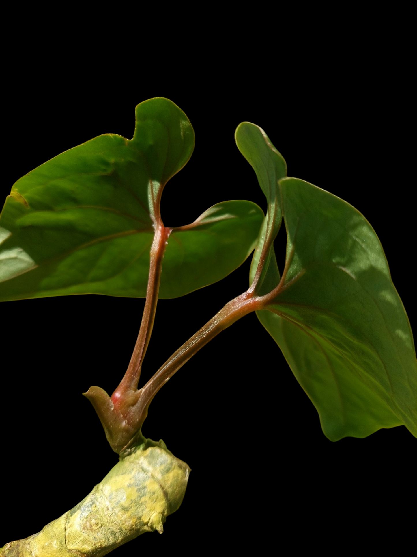 Anthurium sp. 'Huanuco Velvet' with 2 Leaves (EXACT PLANT)