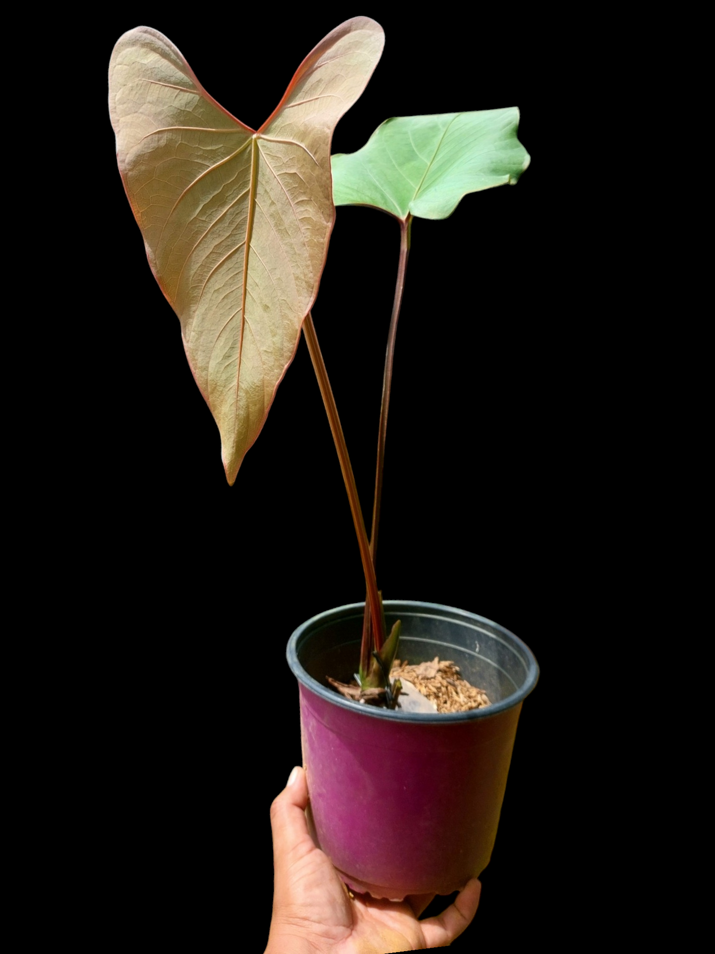 Anthurium carpishense Croat & Lingán Ch. BIG PLANT (EXACT PLANT)