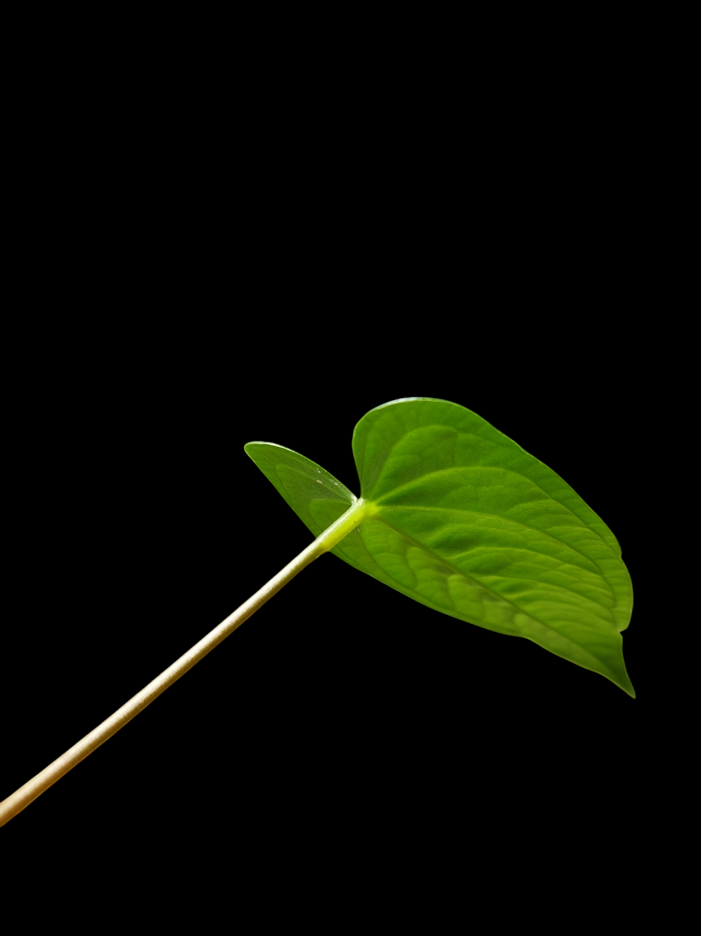 Anthurium sp. "Tarapoto Velvet" with 3 Leaves (EXACT PLANT)