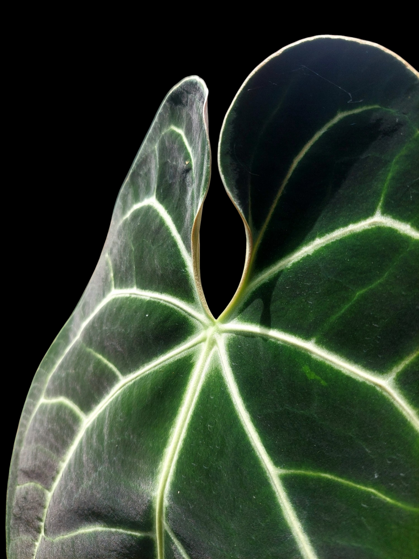 Anthurium Besseae BIG PLANT (EXACT PLANT)