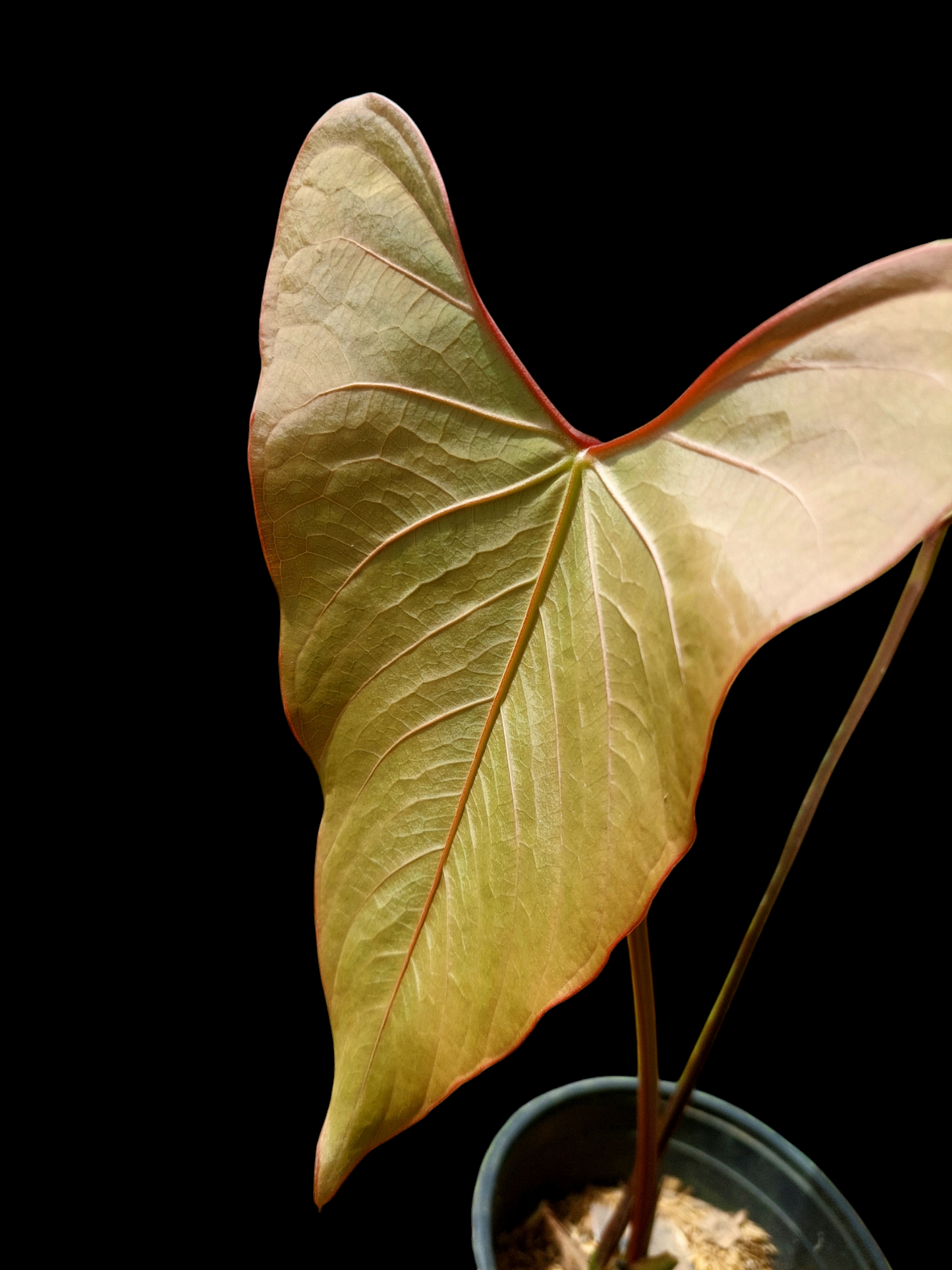 Anthurium carpishense Croat & Lingán Ch. BIG PLANT (EXACT PLANT)