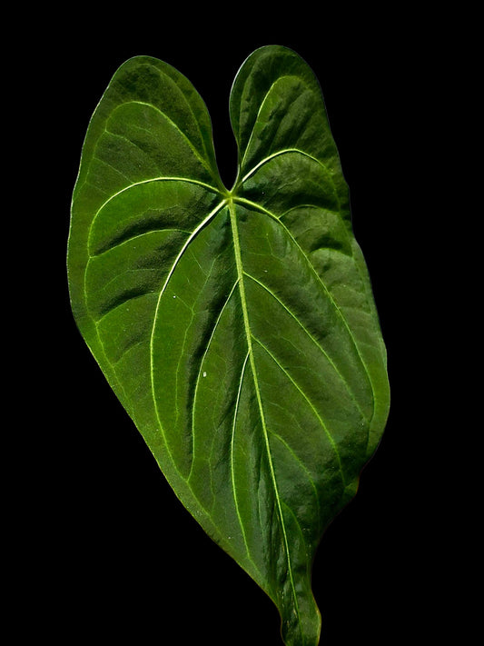 Anthurium sp. 'Tarapoto Velvet' Special Phenotype (EXACT PLANT)