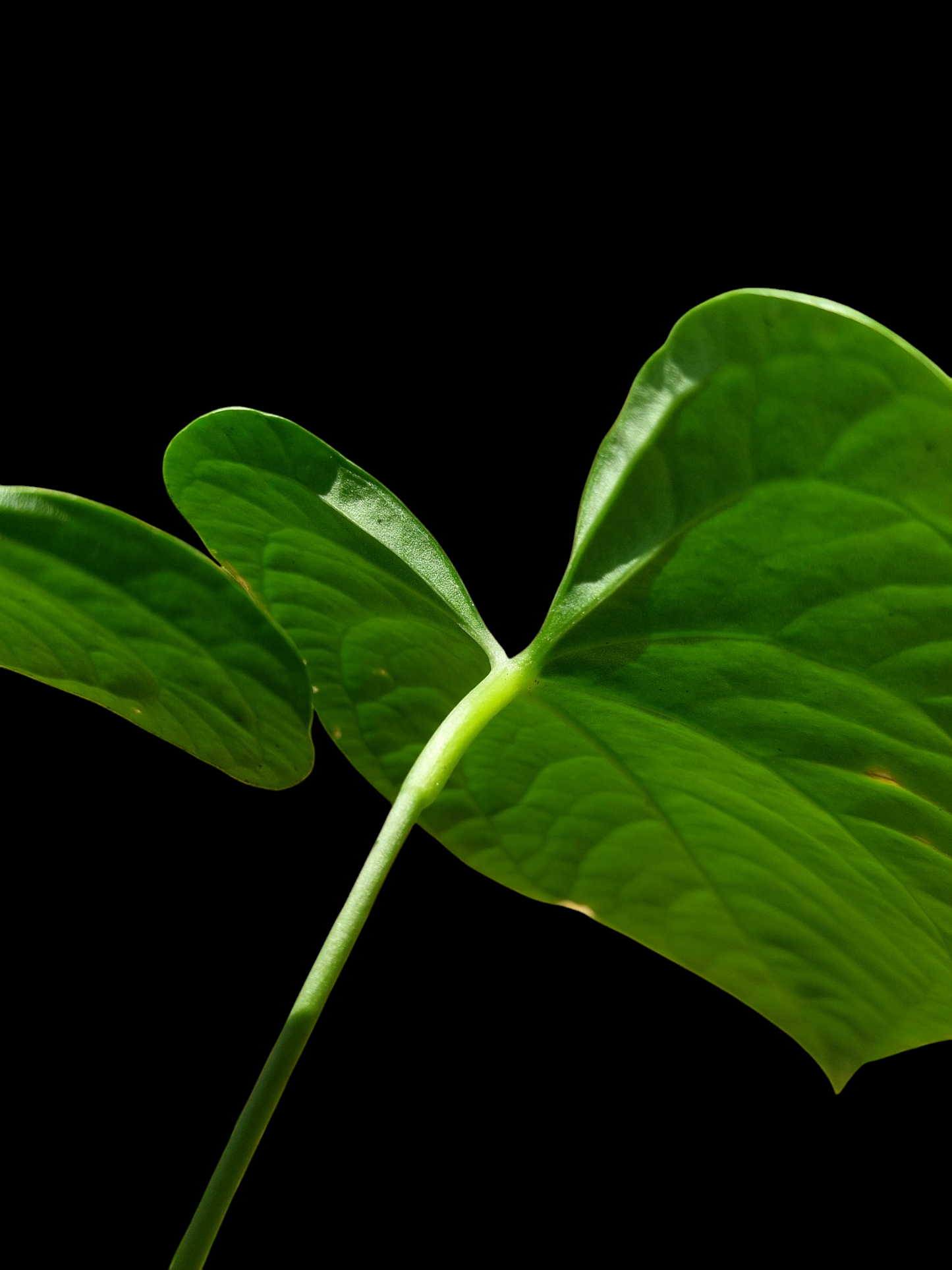 Anthurium sp. "Tarapoto Dark Velvet" (EXACT PLANT)