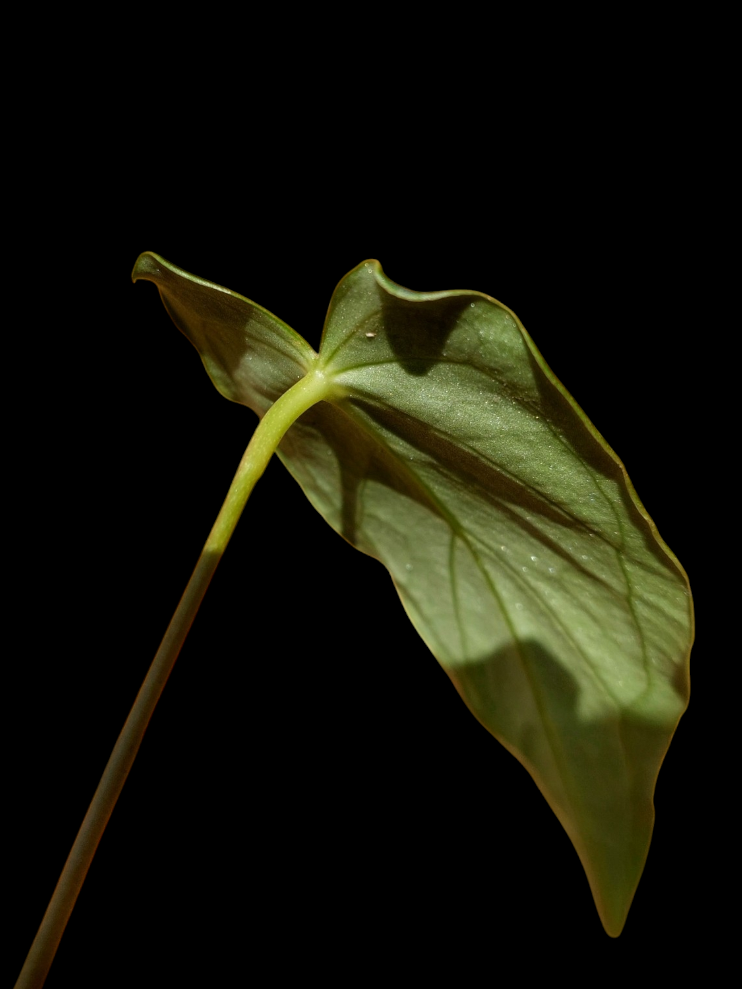 Anthurium sp. 'Velimflexus' with 3 Leaves (EXACT PLANT)