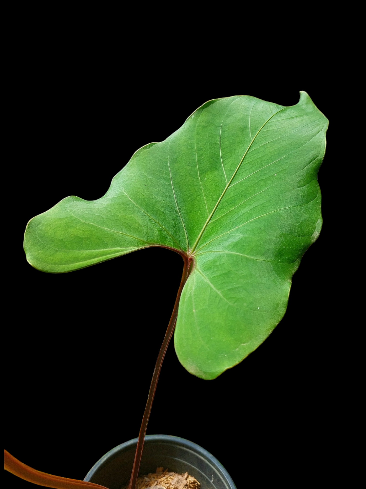 Anthurium carpishense Croat & Lingán Ch. BIG PLANT (EXACT PLANT)