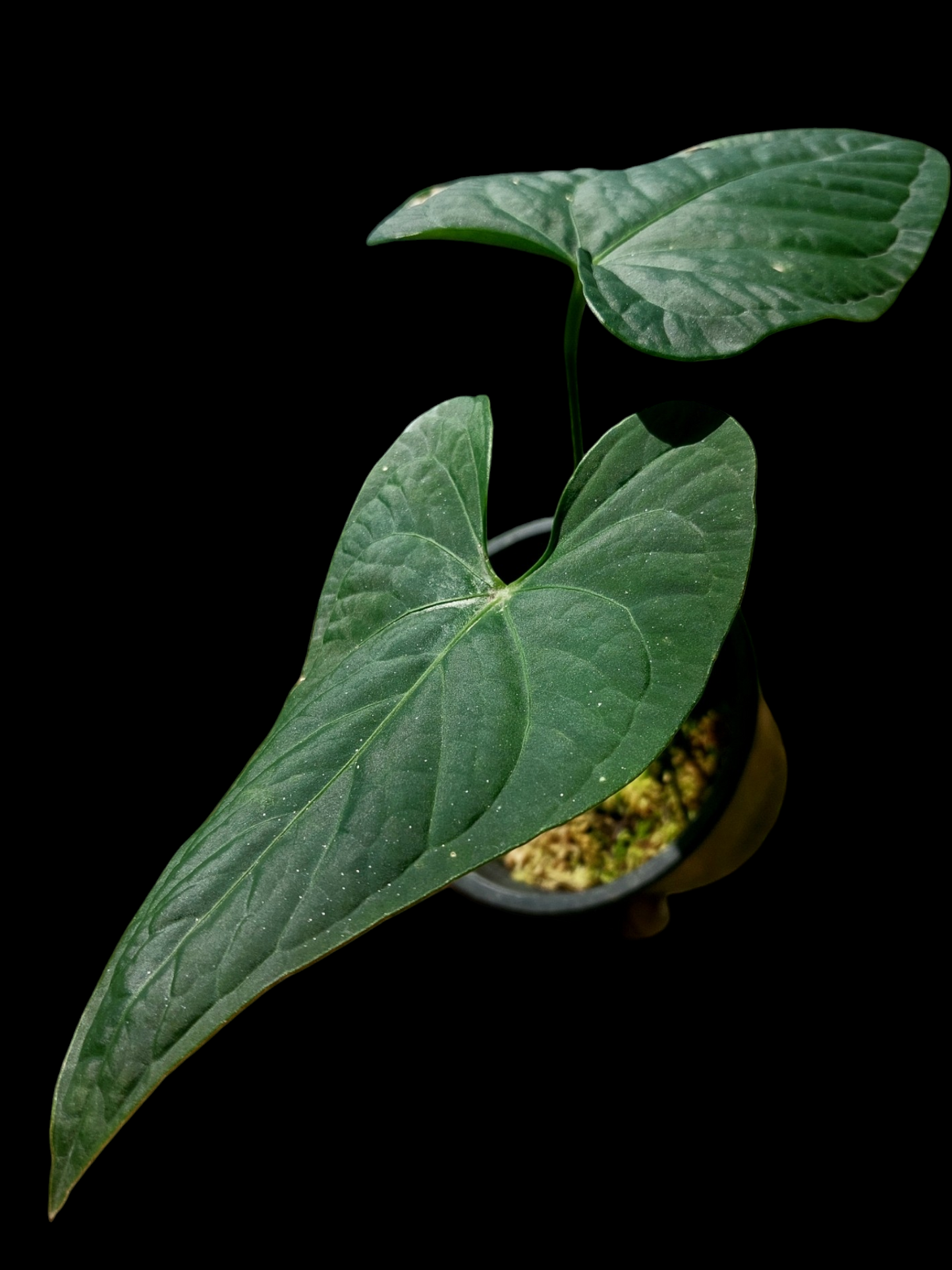 Anthurium sp. "Tarapoto Dark Velvet" (EXACT PLANT)