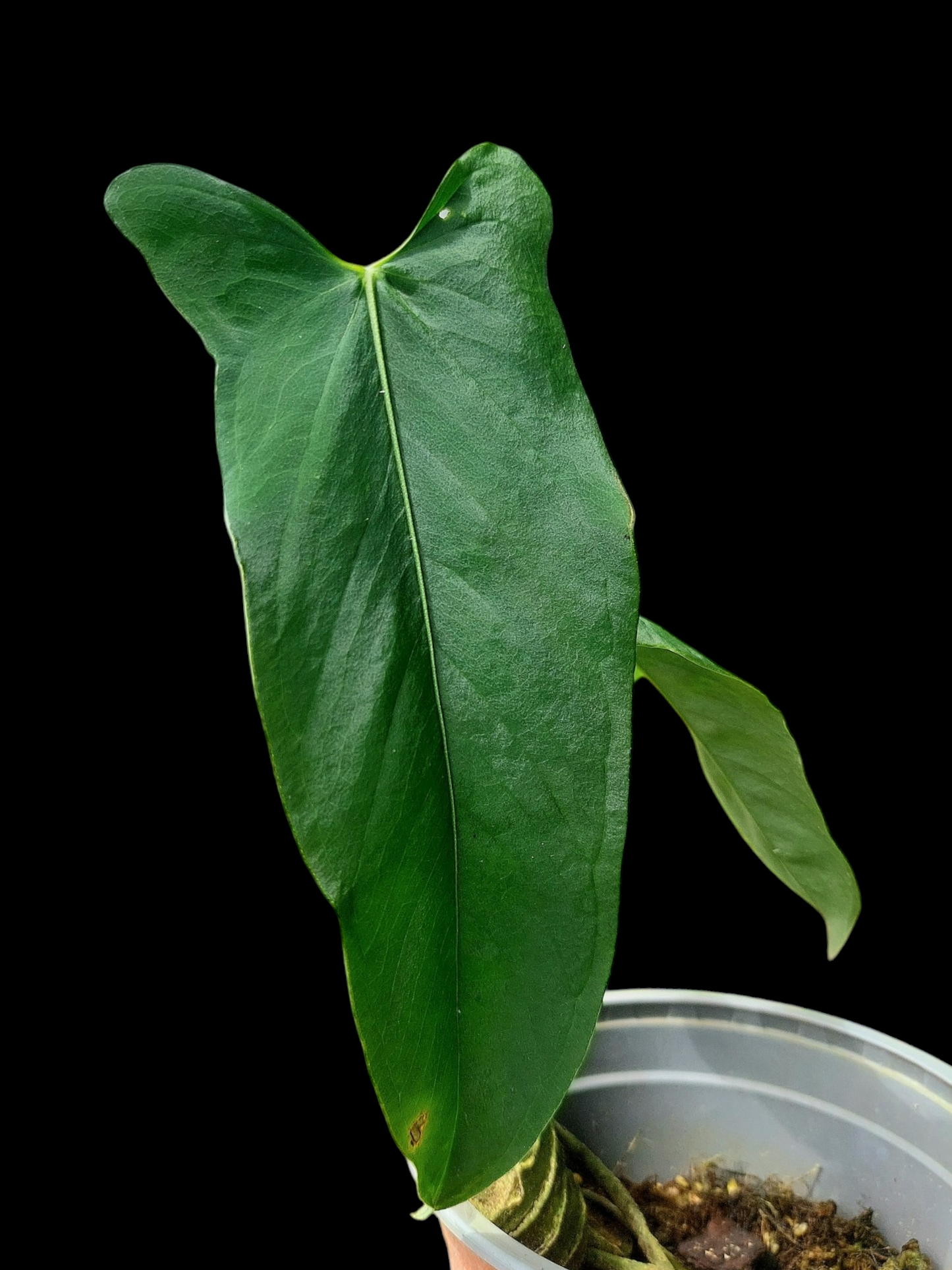 Anthurium Argyrostachyum 'Velvety' 2 Leaves Wild Ecotype (EXACT PLANT)