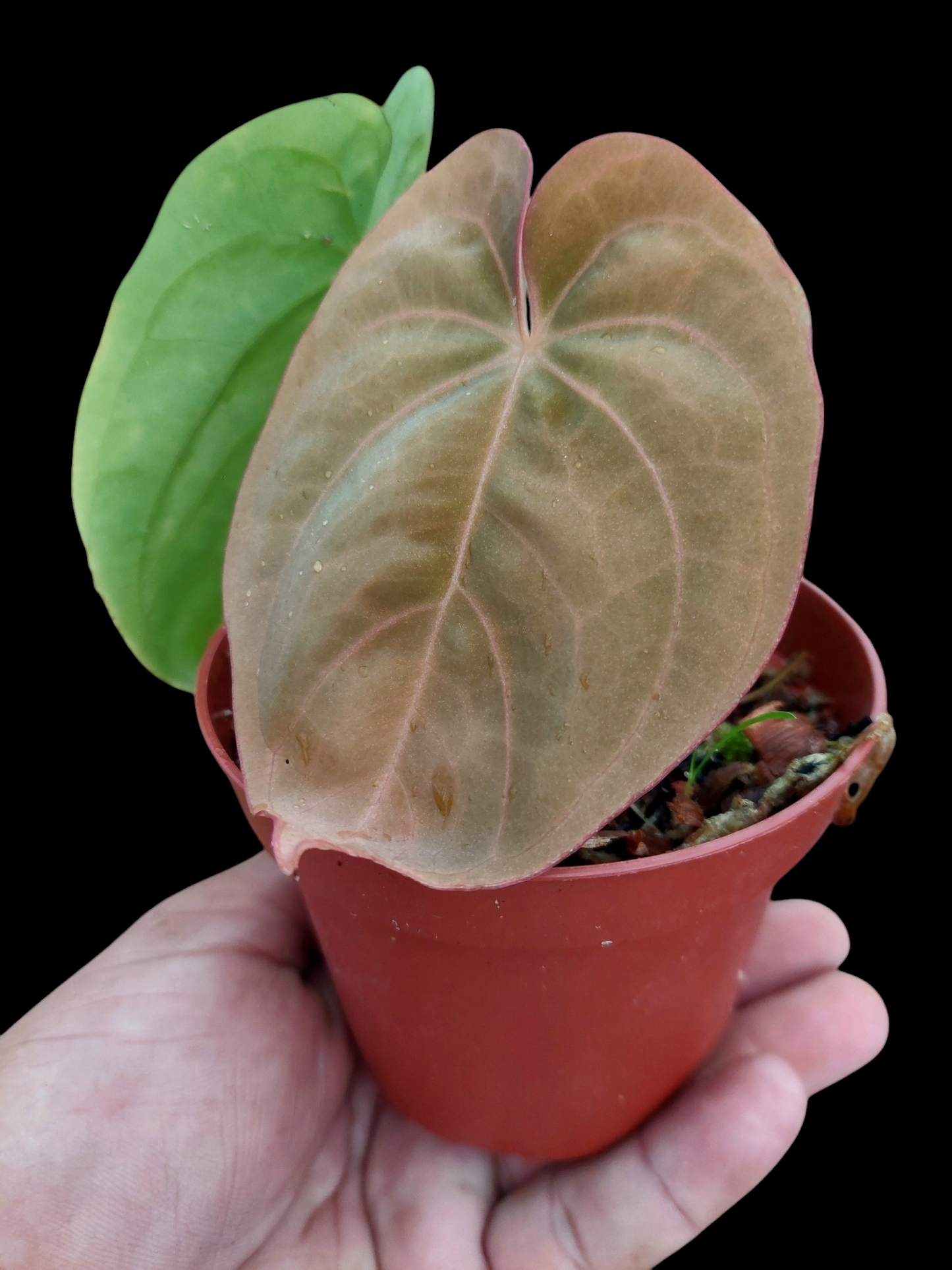 Anthurium Dressleri 'San Blas' with 2 Leaves (EXACT PLANT)