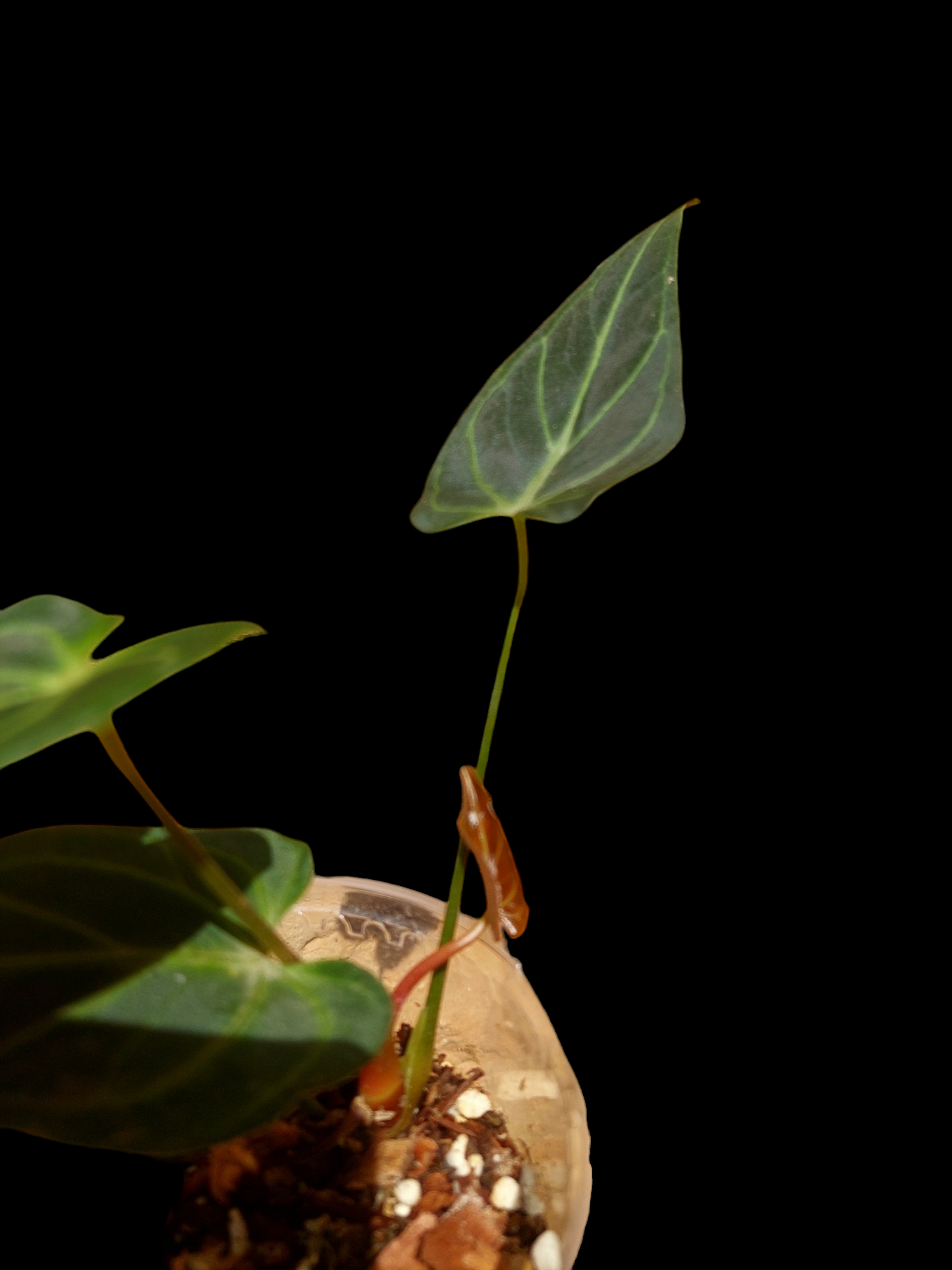 Anthurium sp. 'Velimflexus' with 3 Leaves (EXACT PLANT)