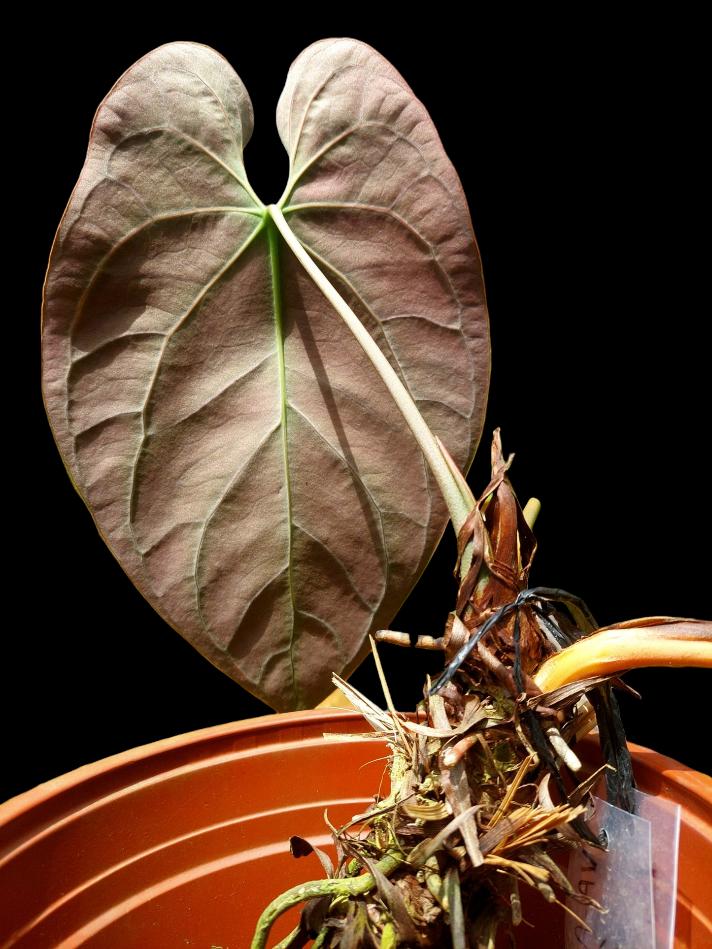 Anthurium Besseae BIG PLANT (EXACT PLANT)