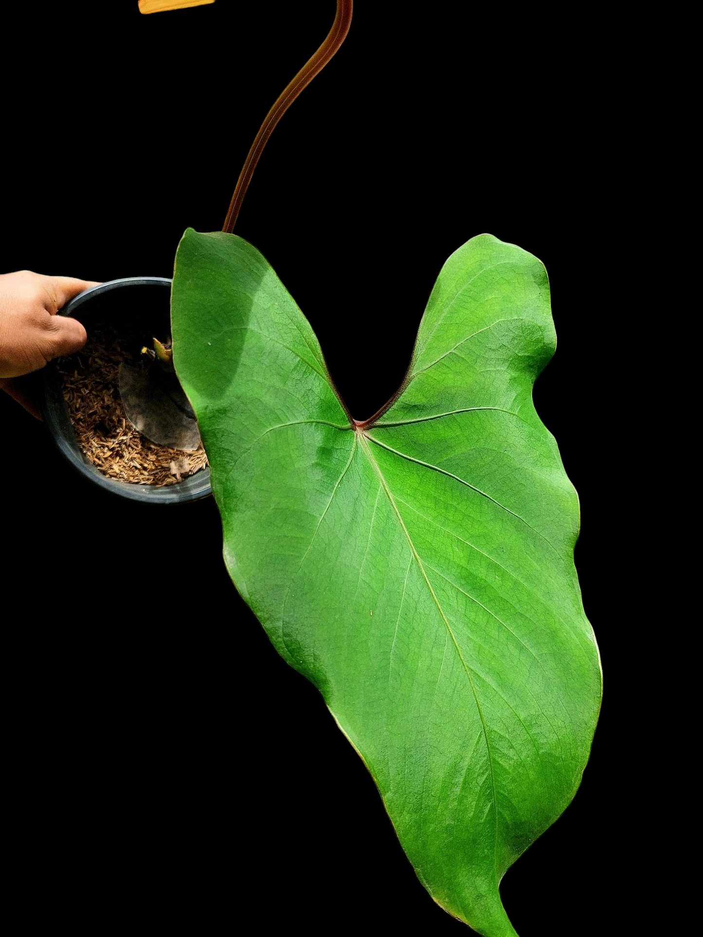 Anthurium carpishense Croat & Lingán Ch. BIG PLANT (EXACT PLANT)