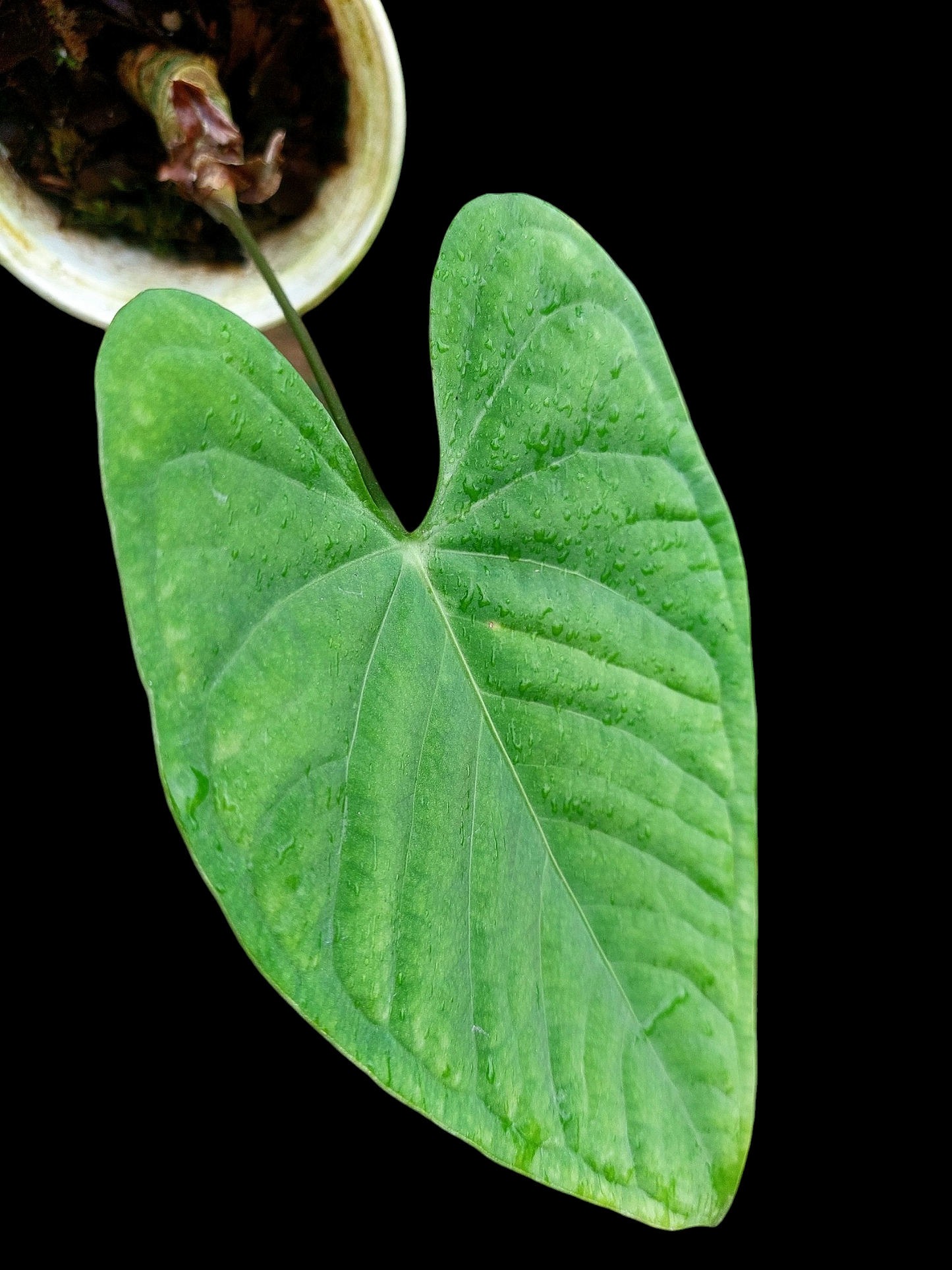 Anthurium sp. "Tarapoto Velvet" Wild Ecotype (EXACT PLANT)