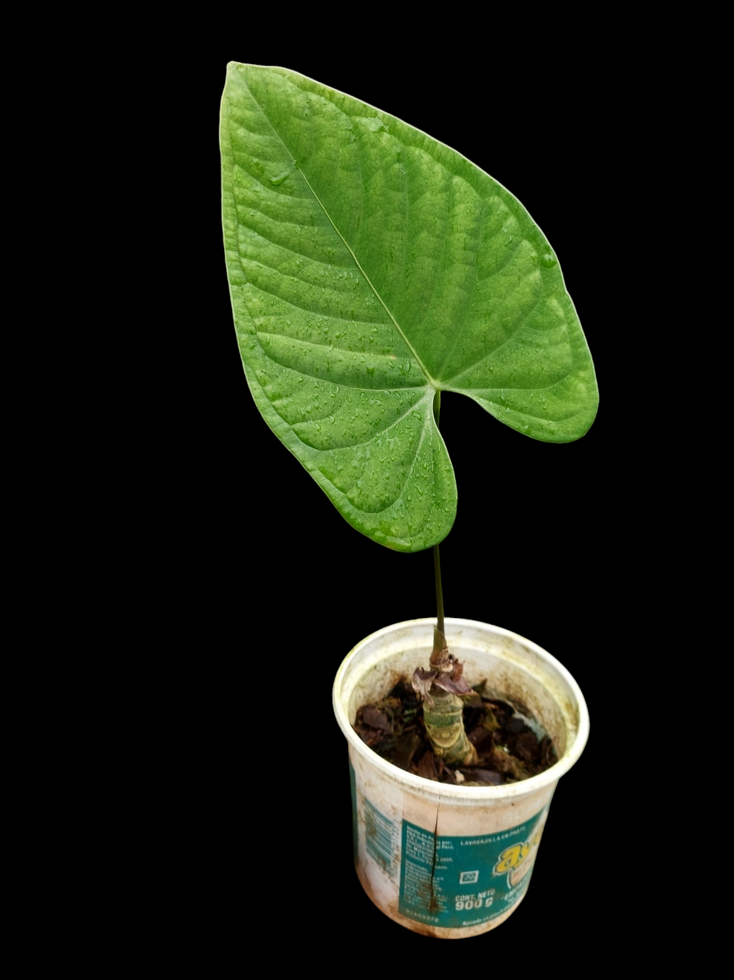 Anthurium sp. "Tarapoto Velvet" Wild Ecotype (EXACT PLANT)