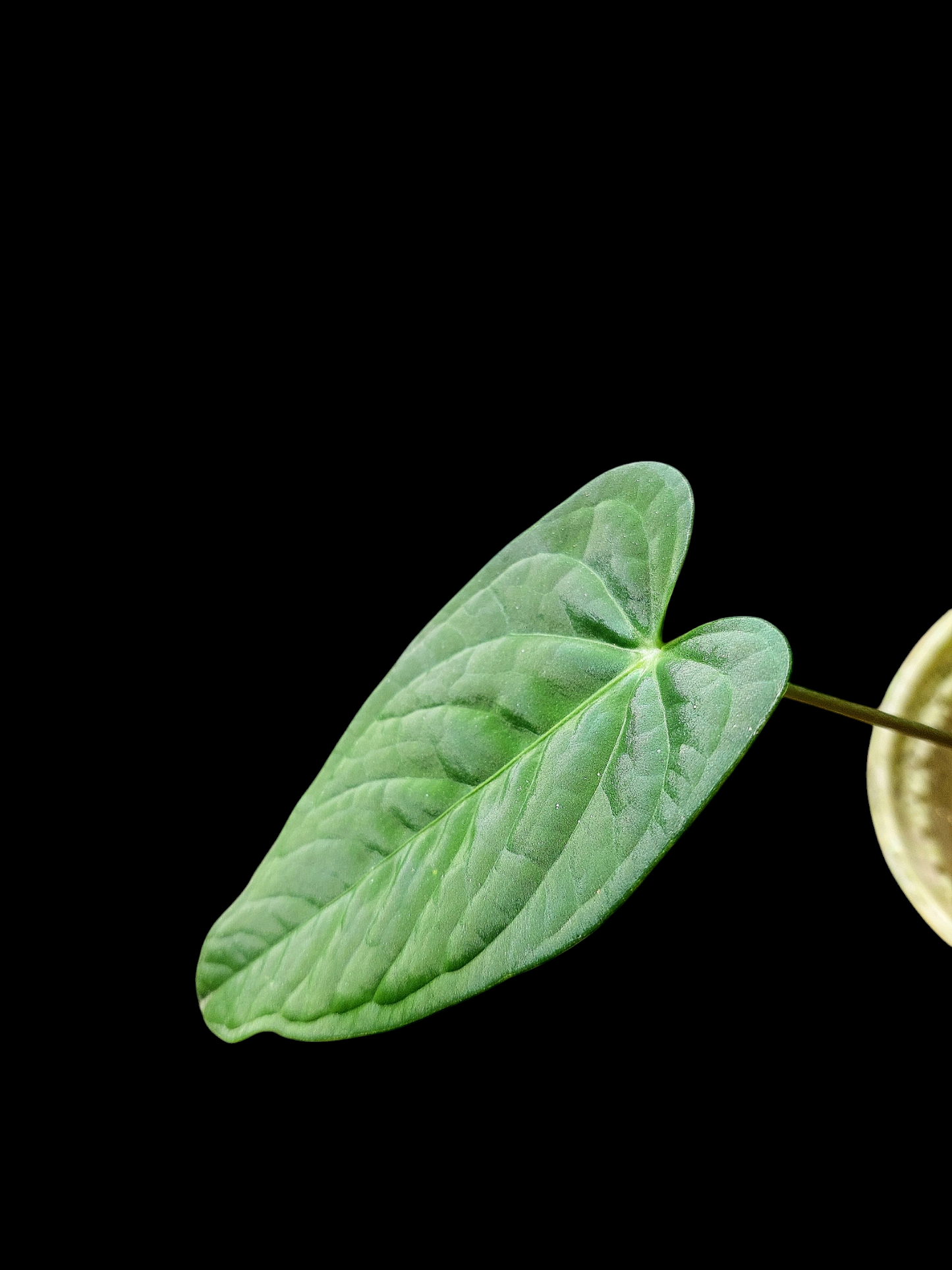 Anthurium sp. "Tarapoto Velvet" with 3 Leaves (EXACT PLANT)
