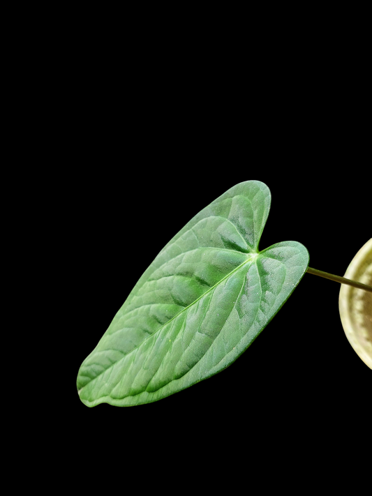 Anthurium sp. "Tarapoto Velvet" with 3 Leaves (EXACT PLANT)